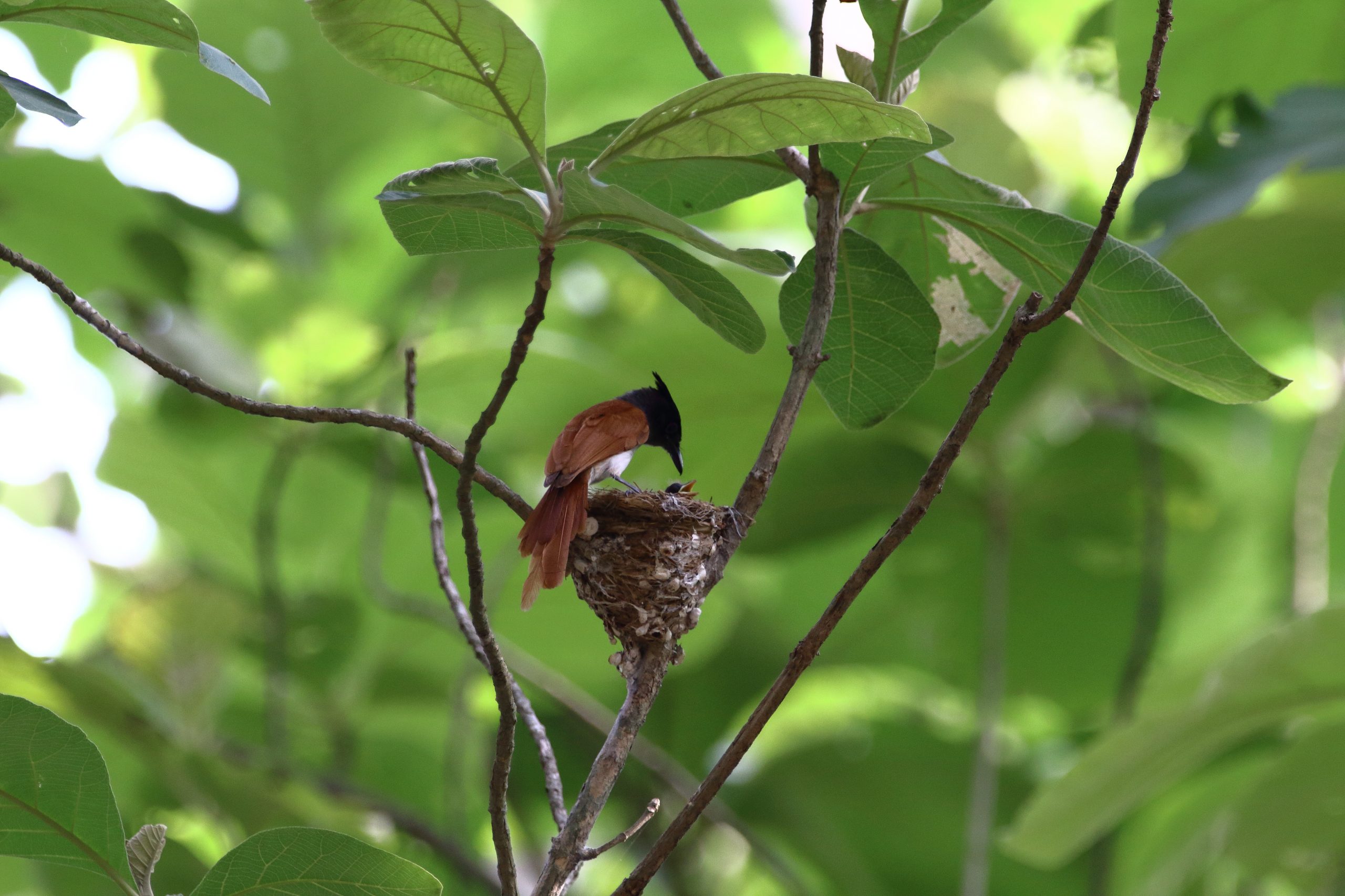 Nest of a bird on a branch