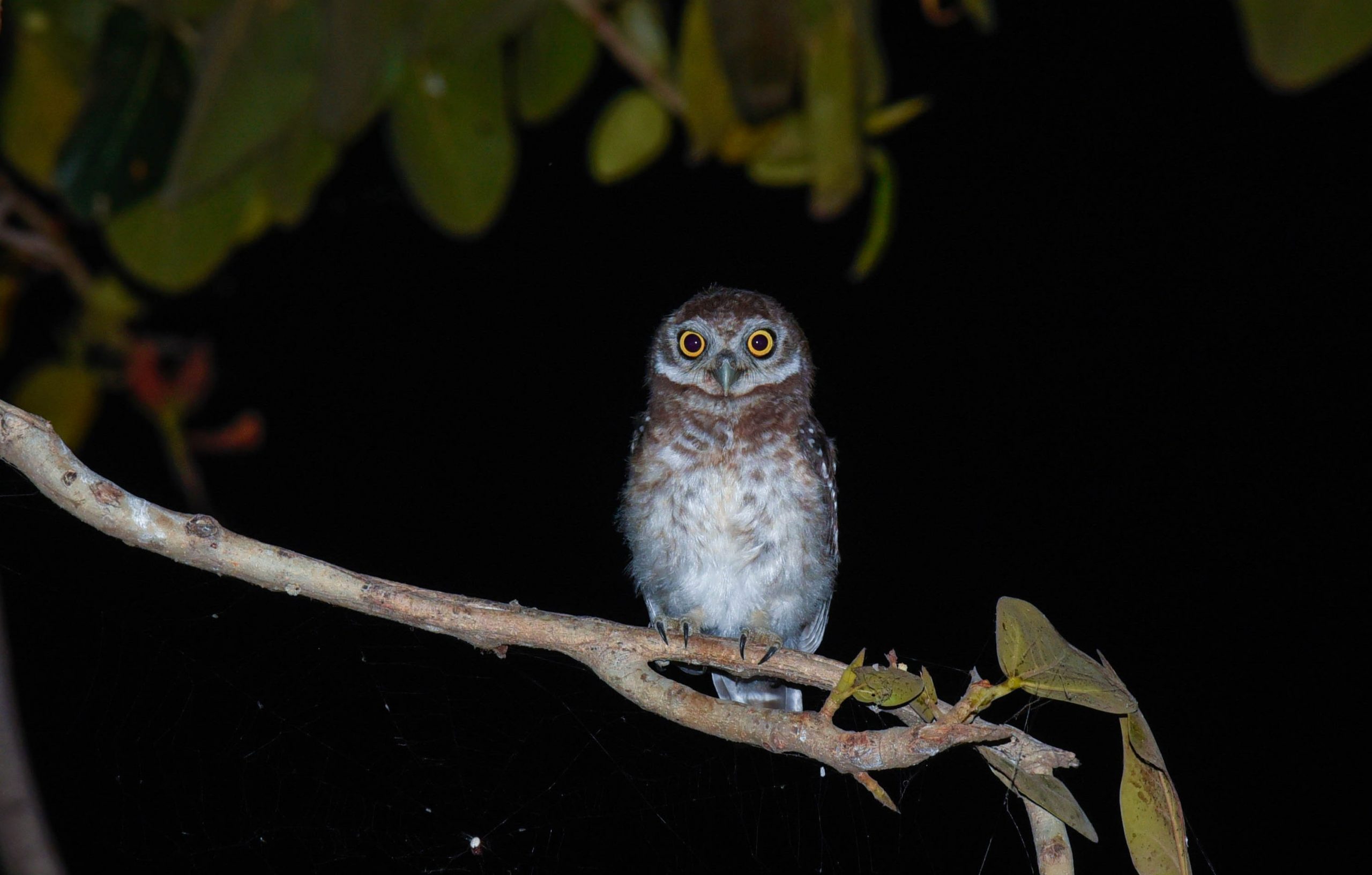 Owl on tree branch