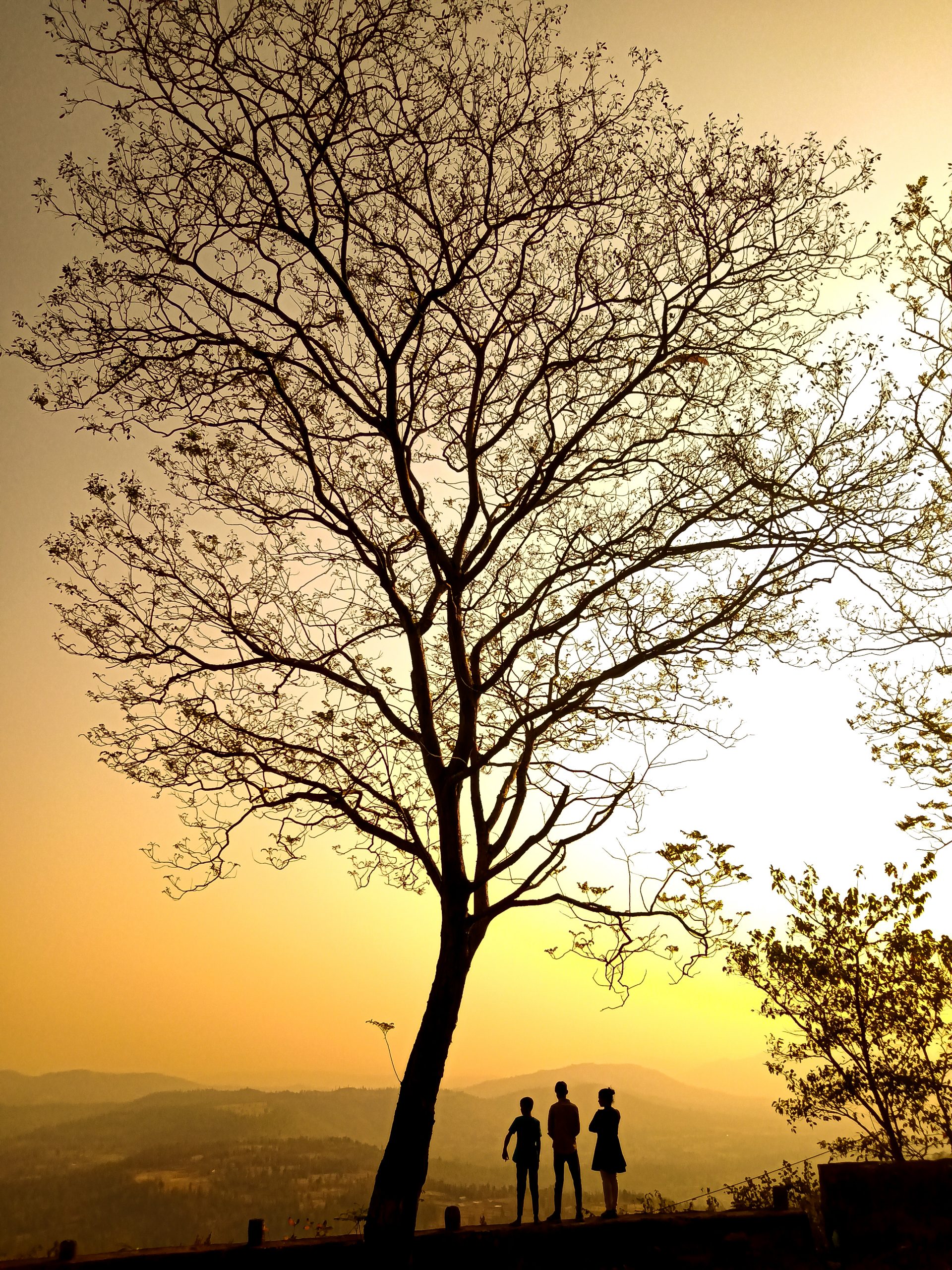 People under the dry tree during sunset