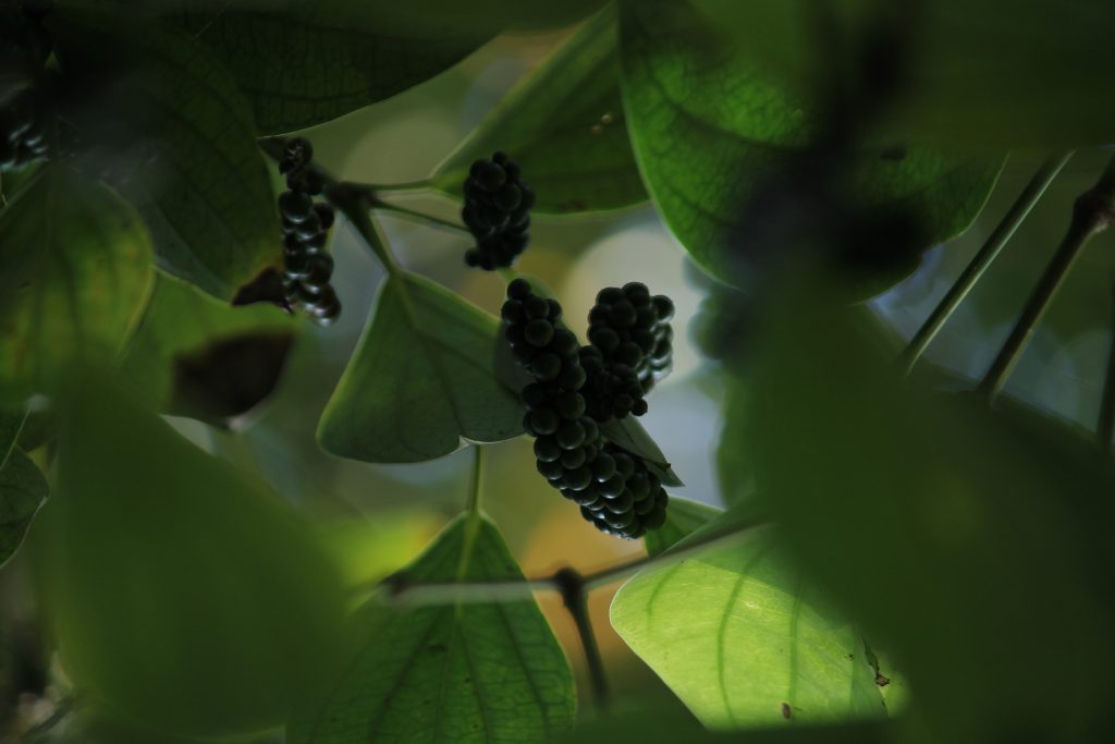 Pepper hanging on plant PixaHive