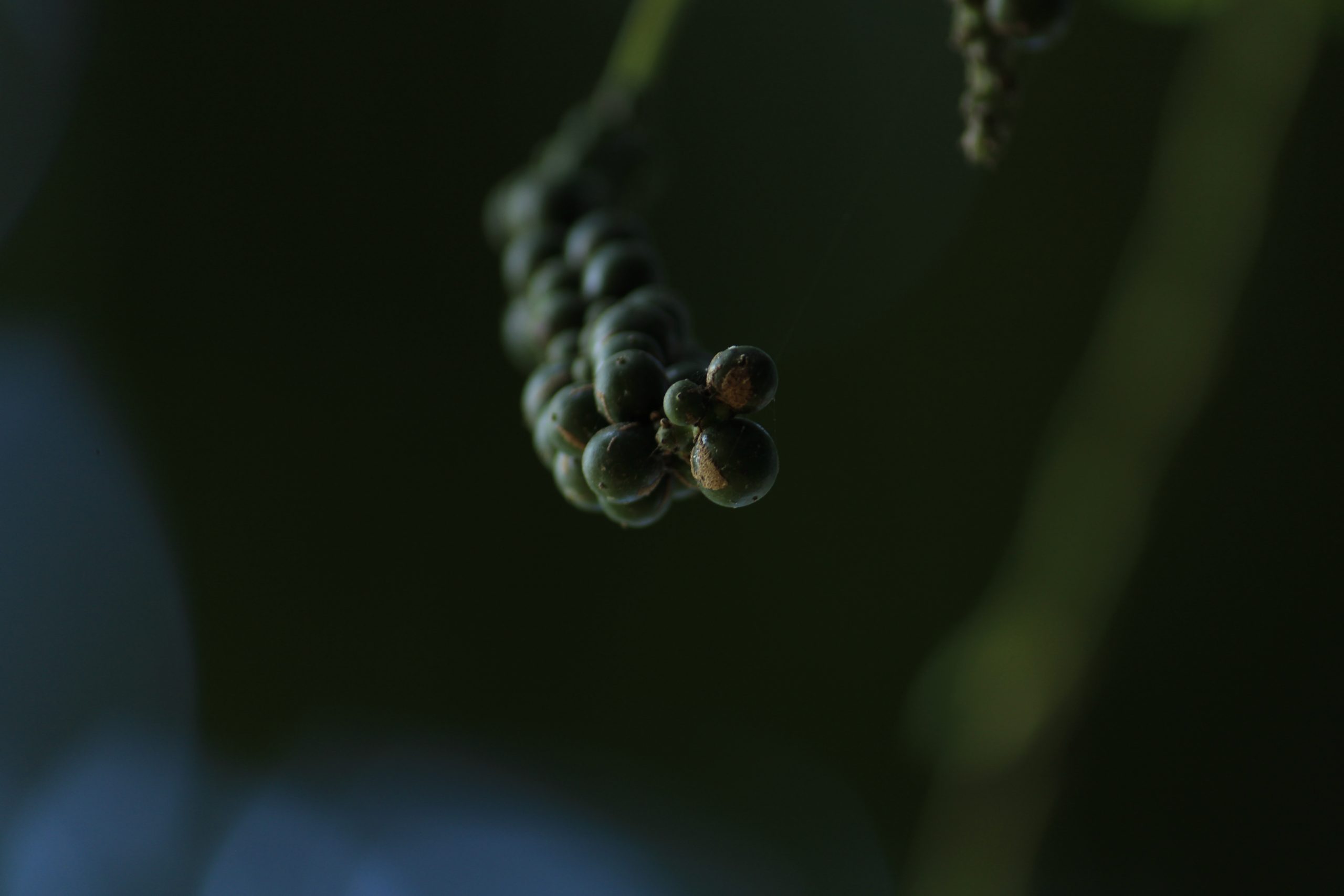 Pepper macro view