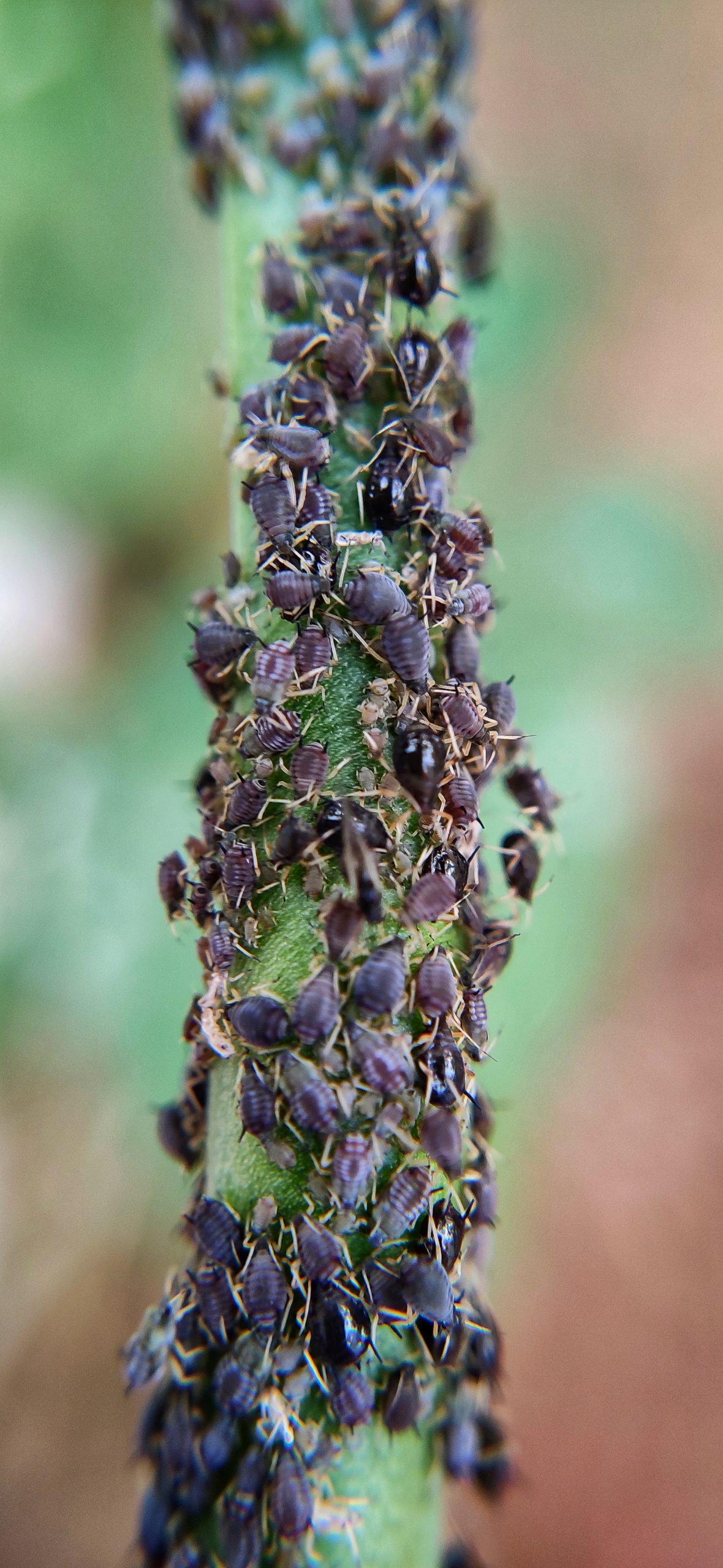 Insects on a plant stem