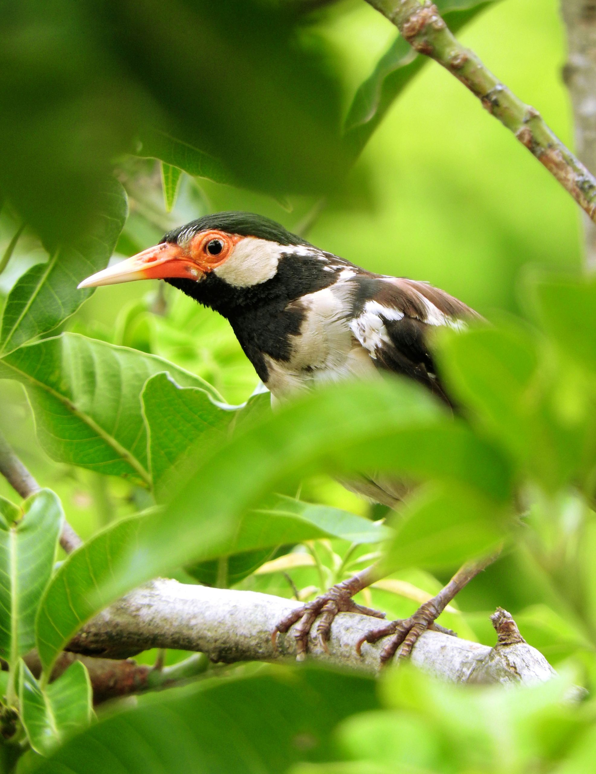 Pied Starling bird sitting on a branch