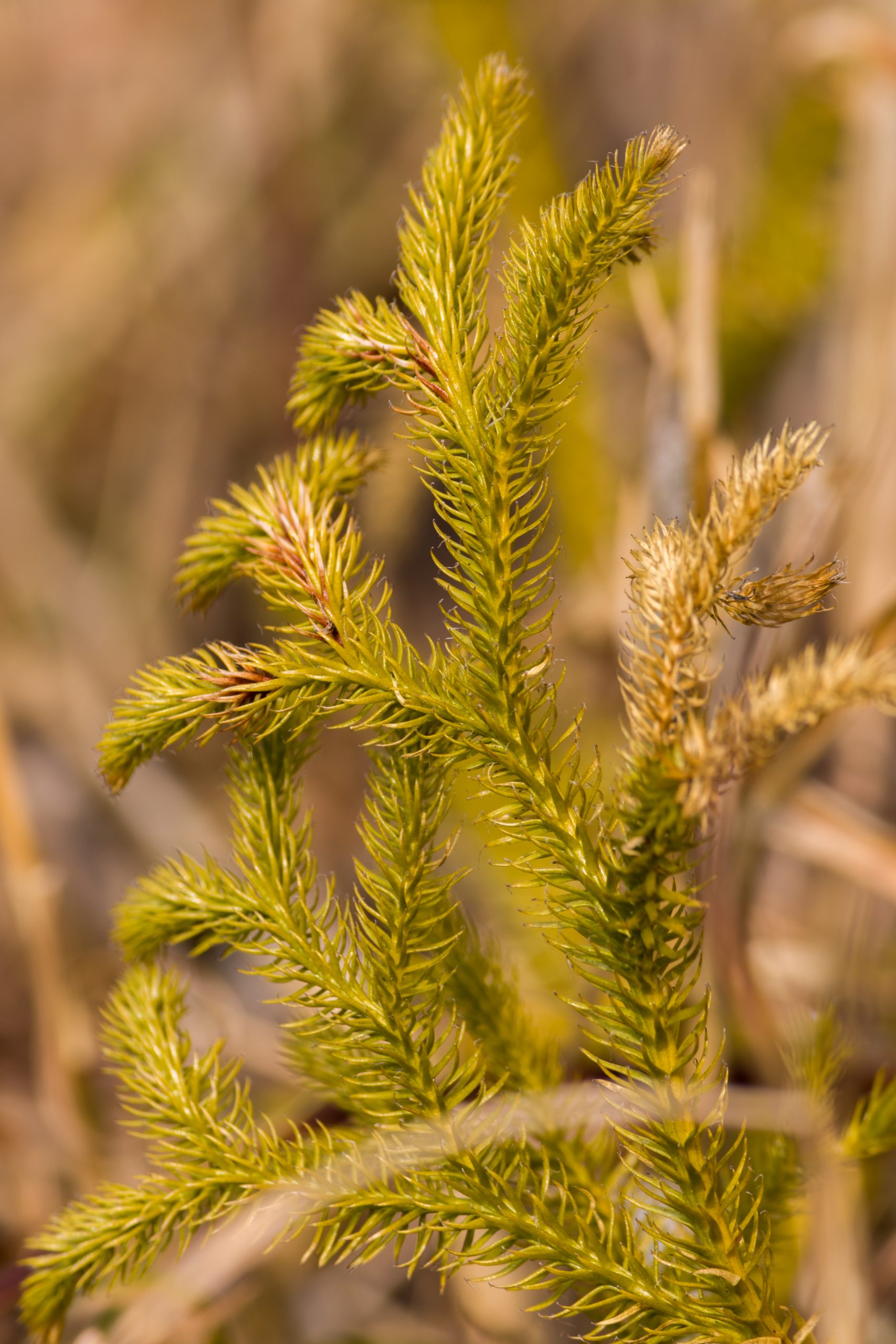 Pine Grass PixaHive