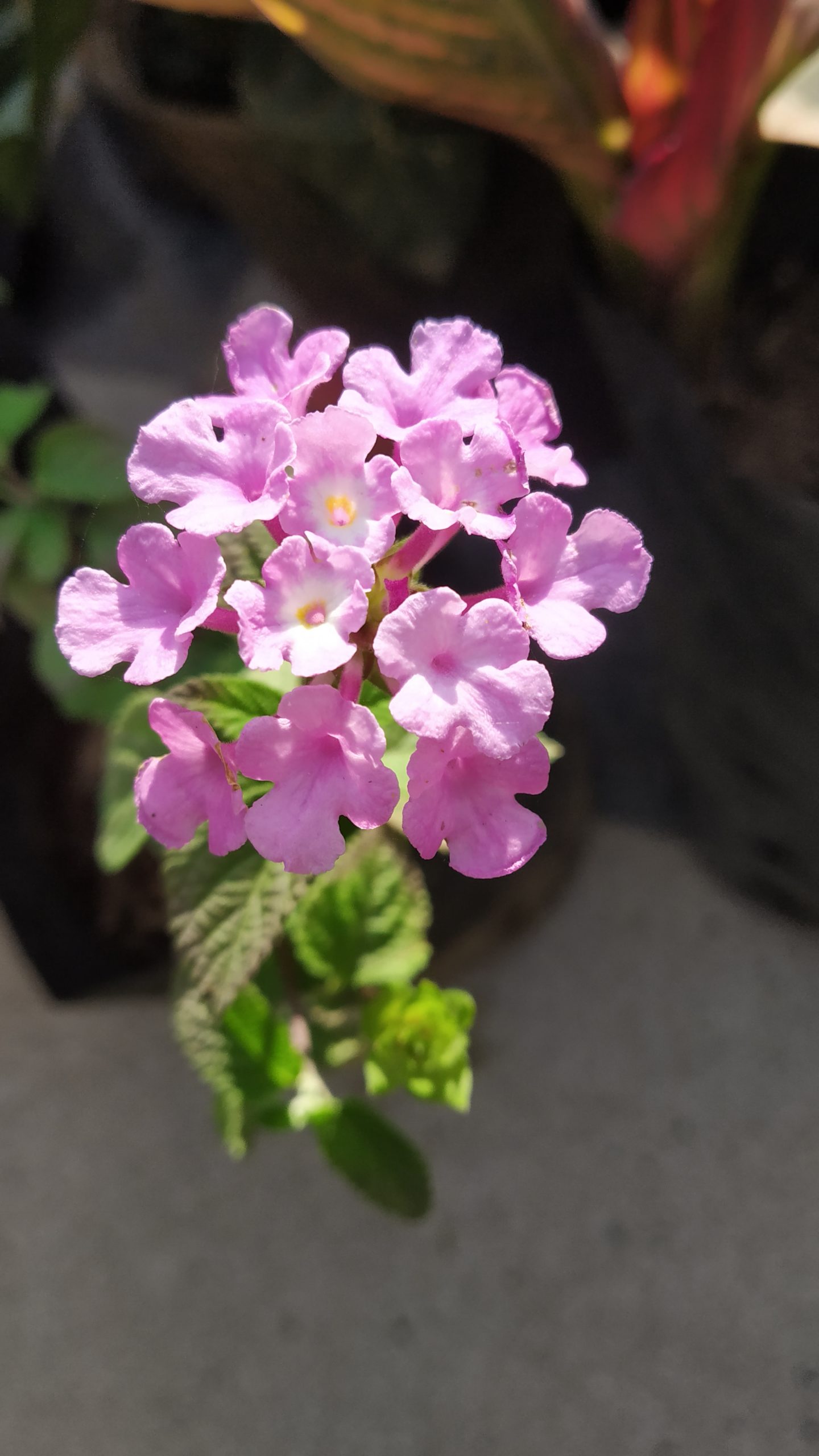 Pink Lantana flower