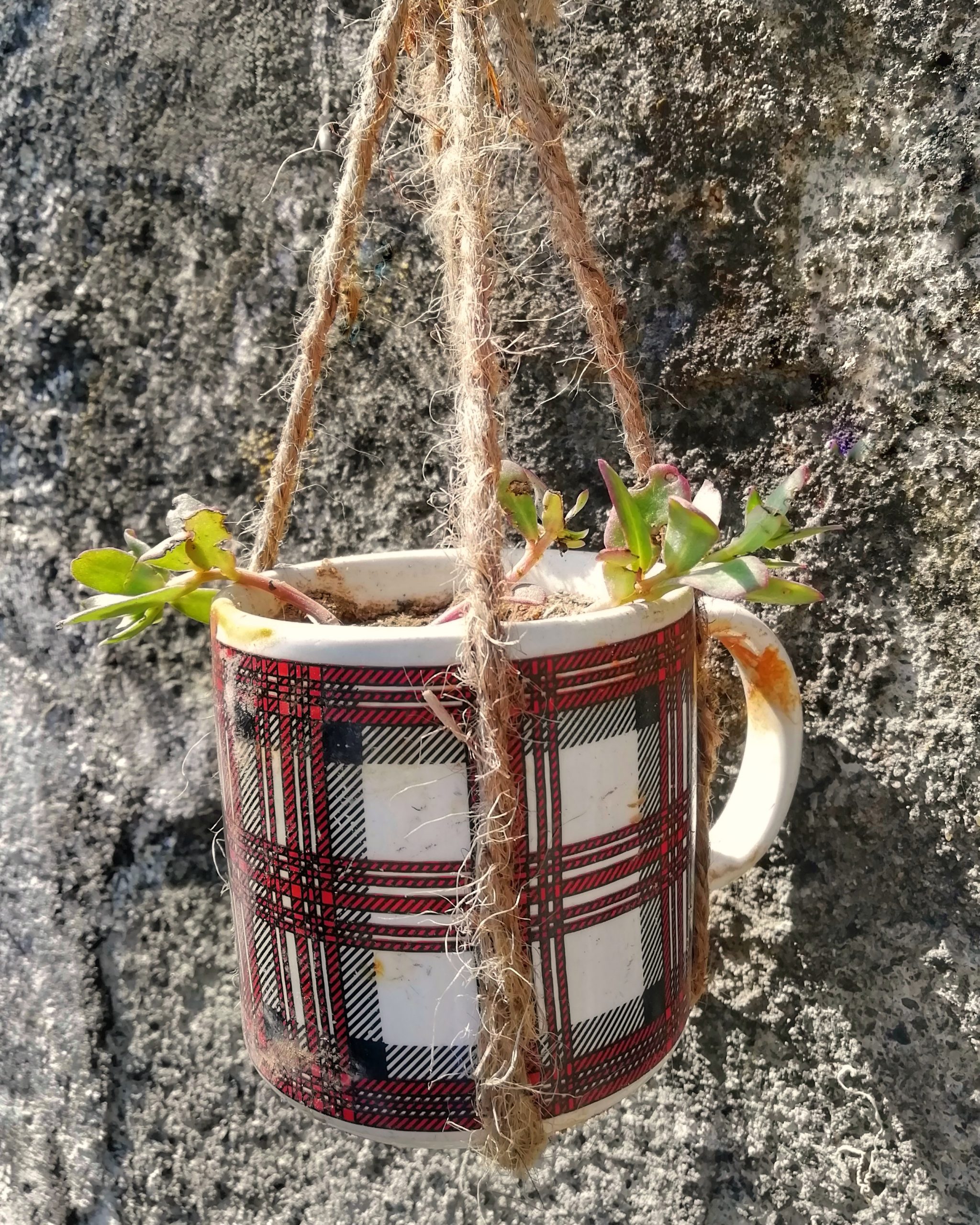 Plant in tea cup