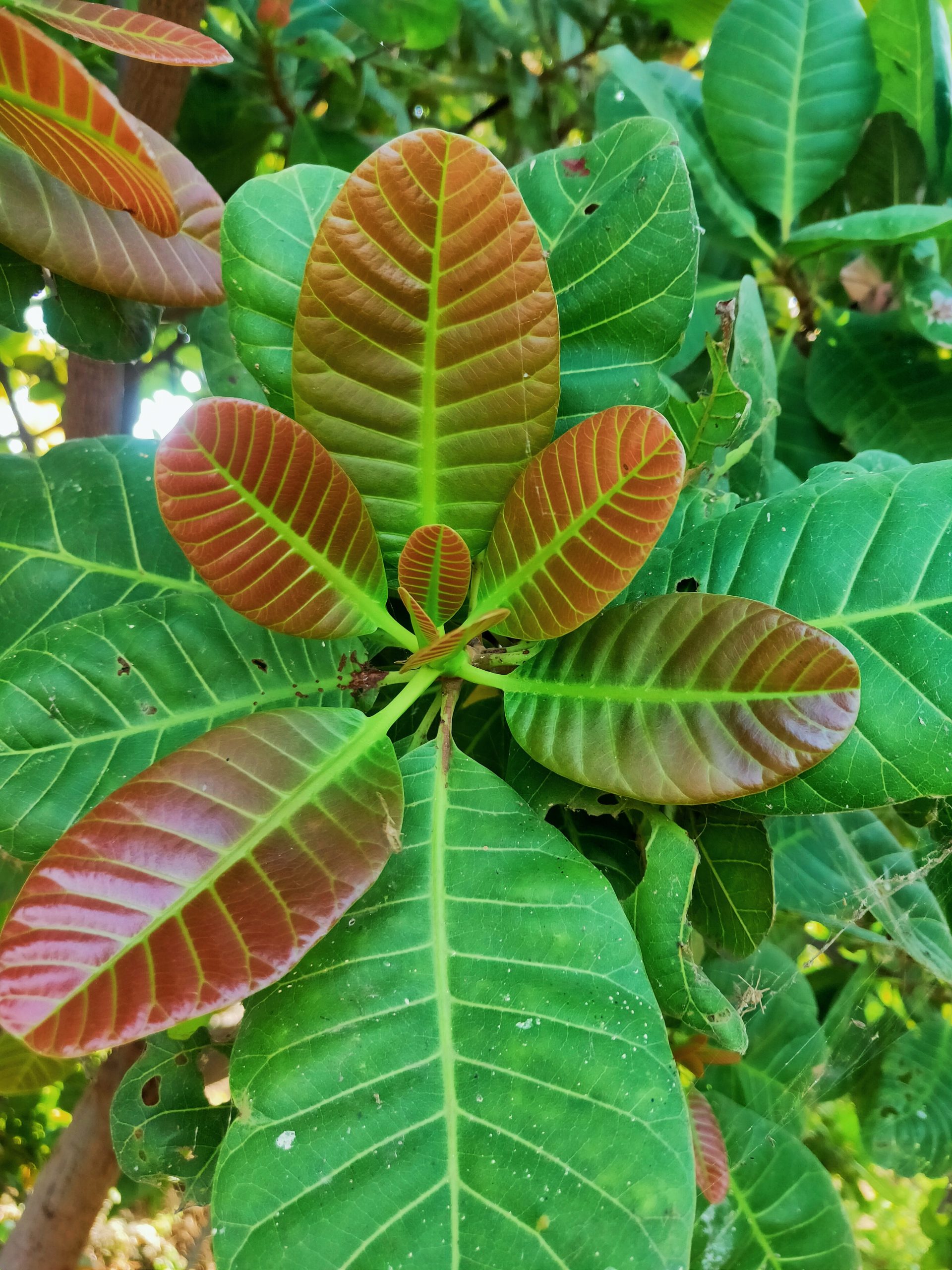 Plant leaf macro view