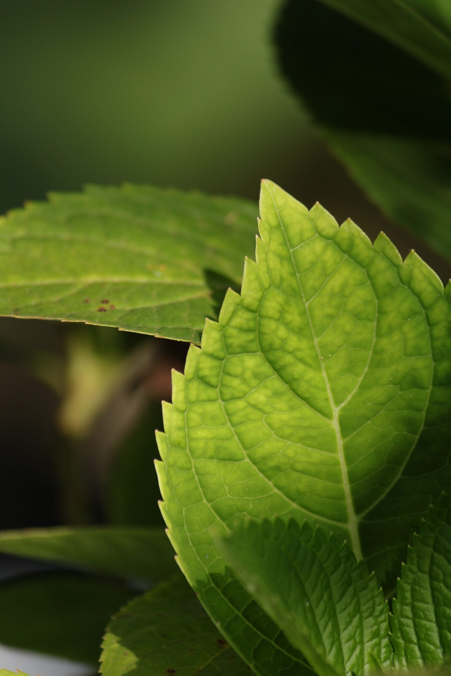 Plant leaf macro view