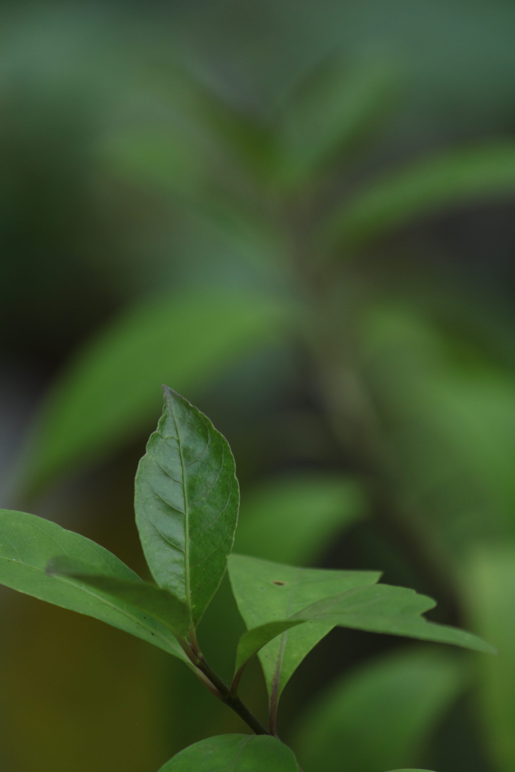 Plant leaf macro view