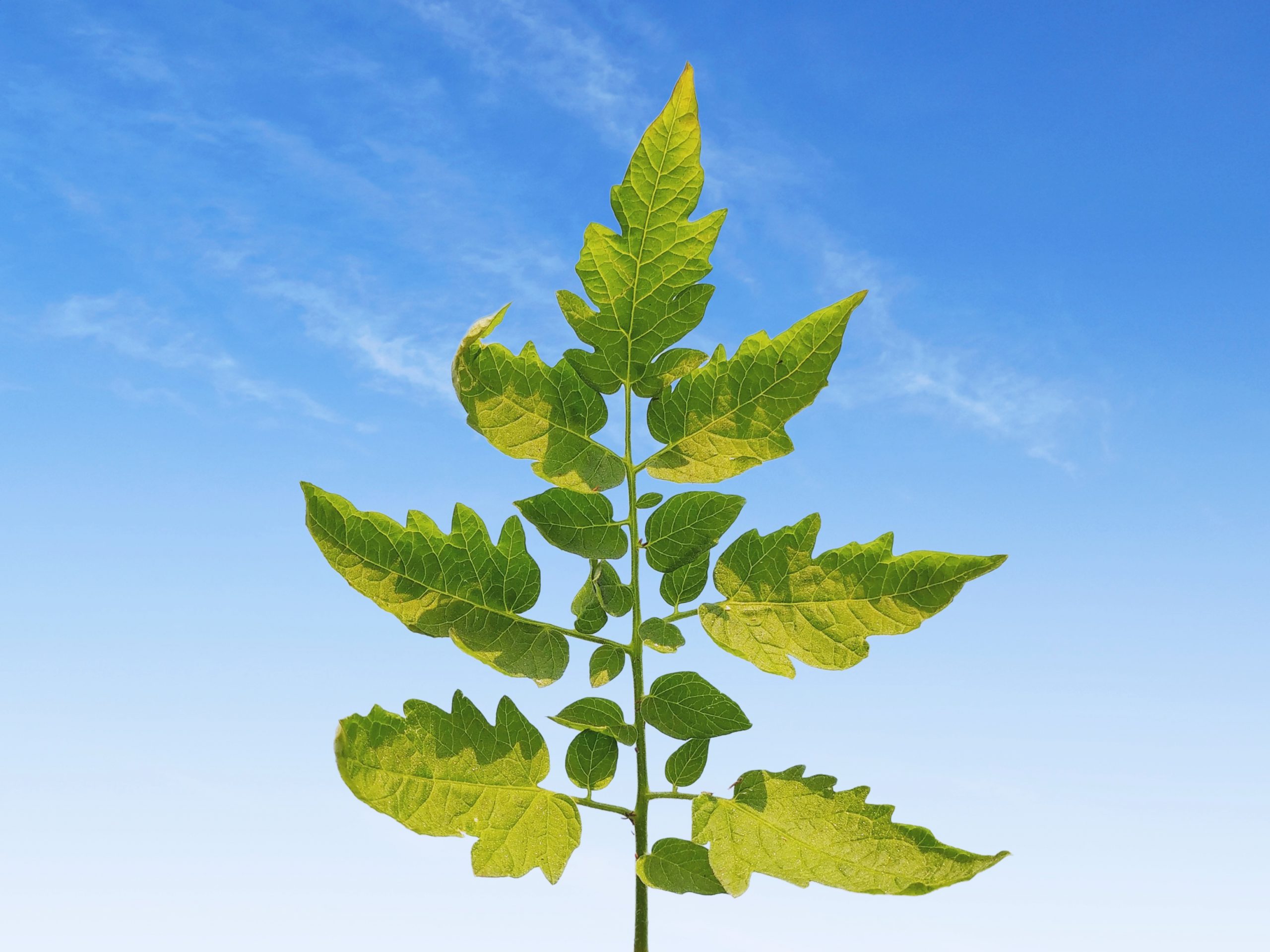 Plant against sky