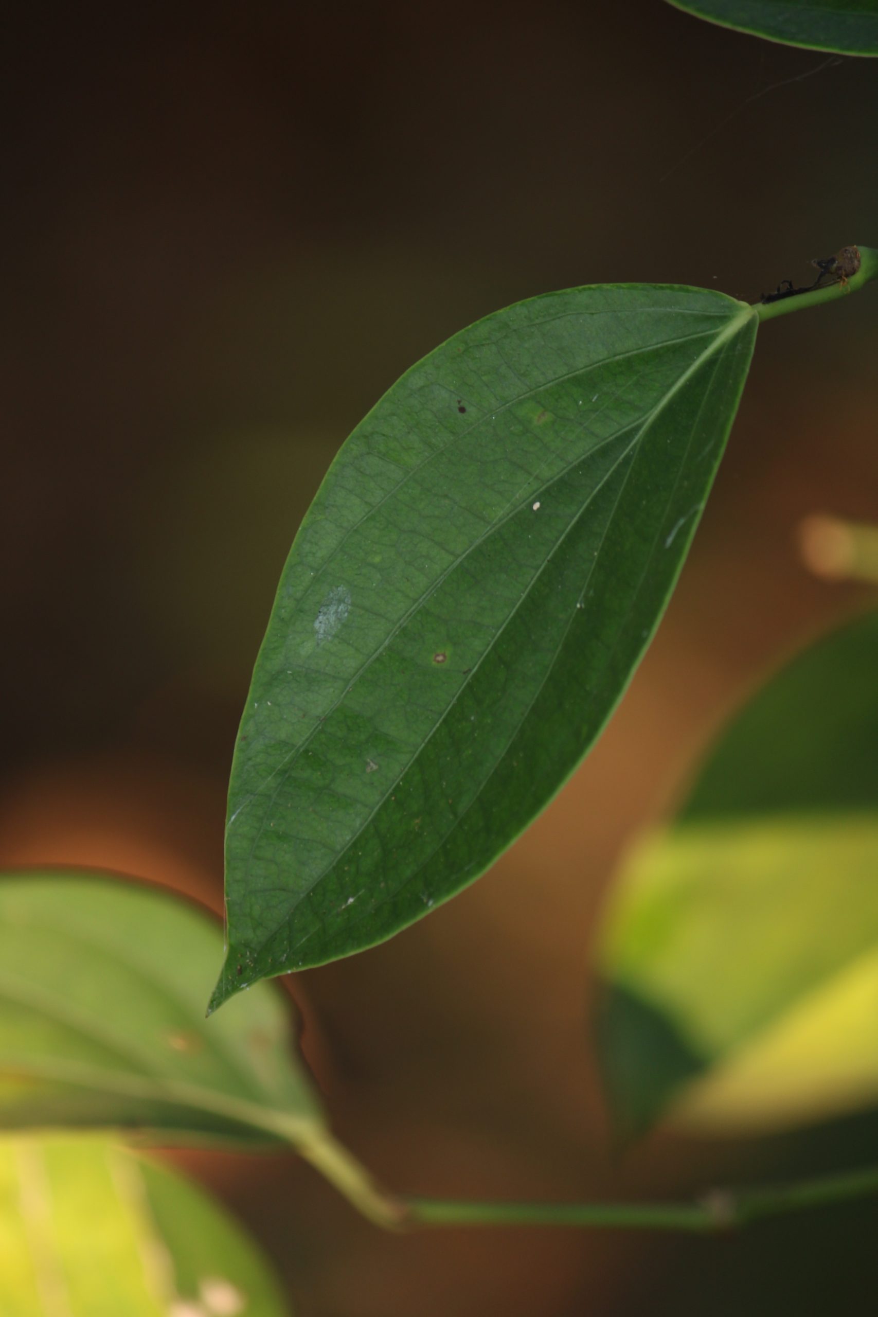 Plant leaf