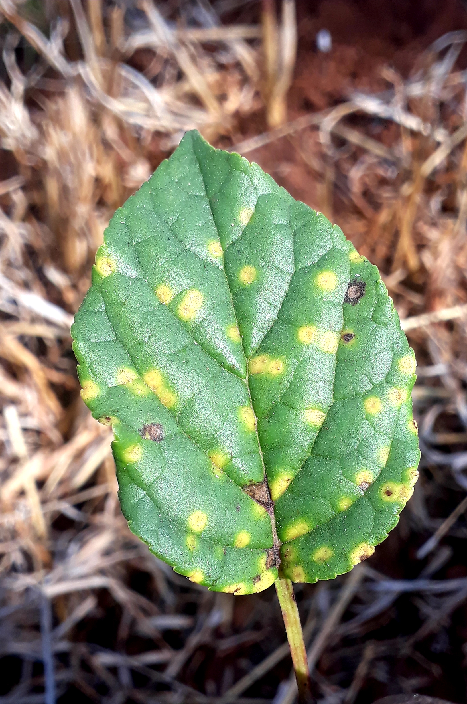 Plant leaf