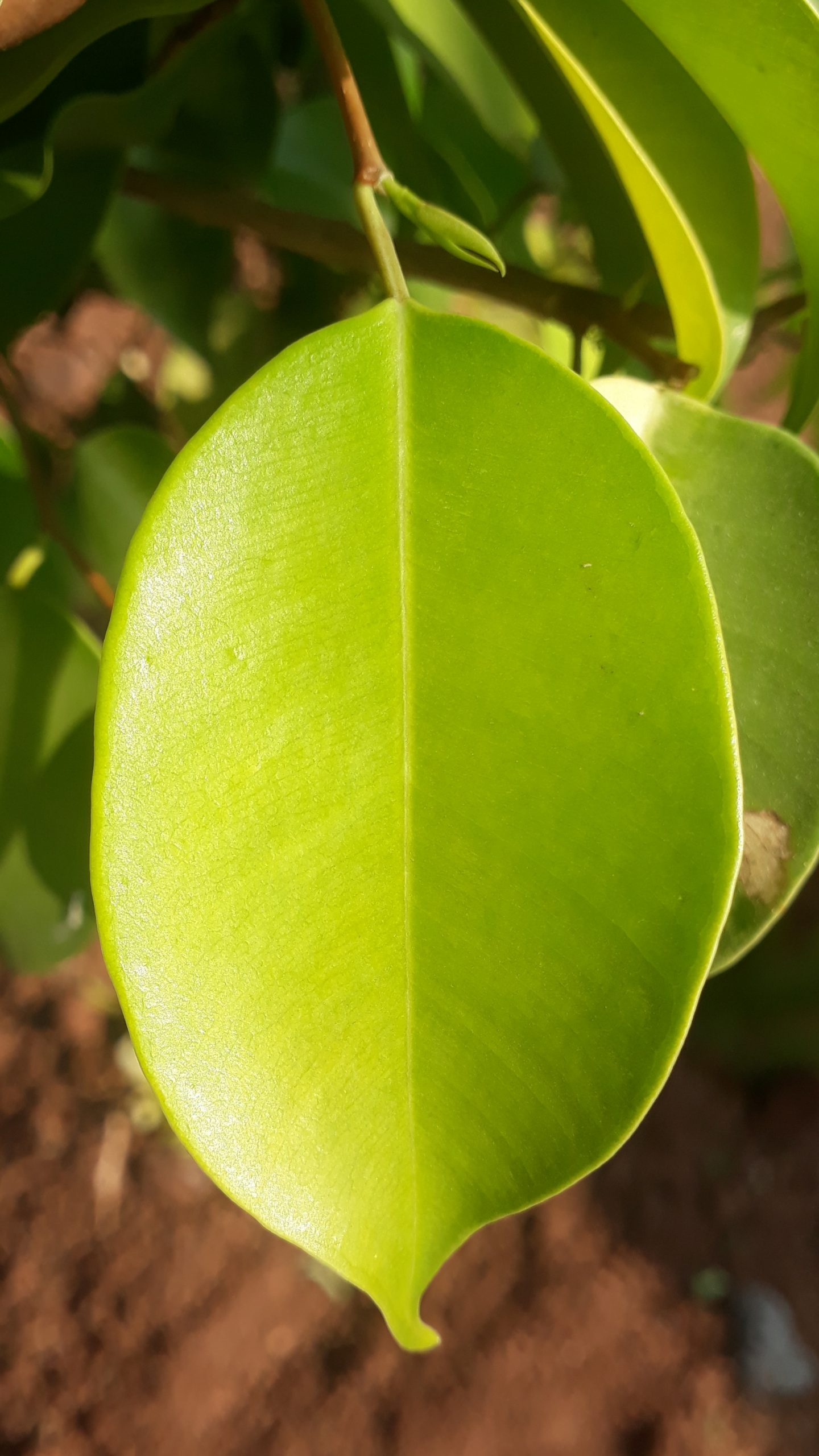 Plant leaf