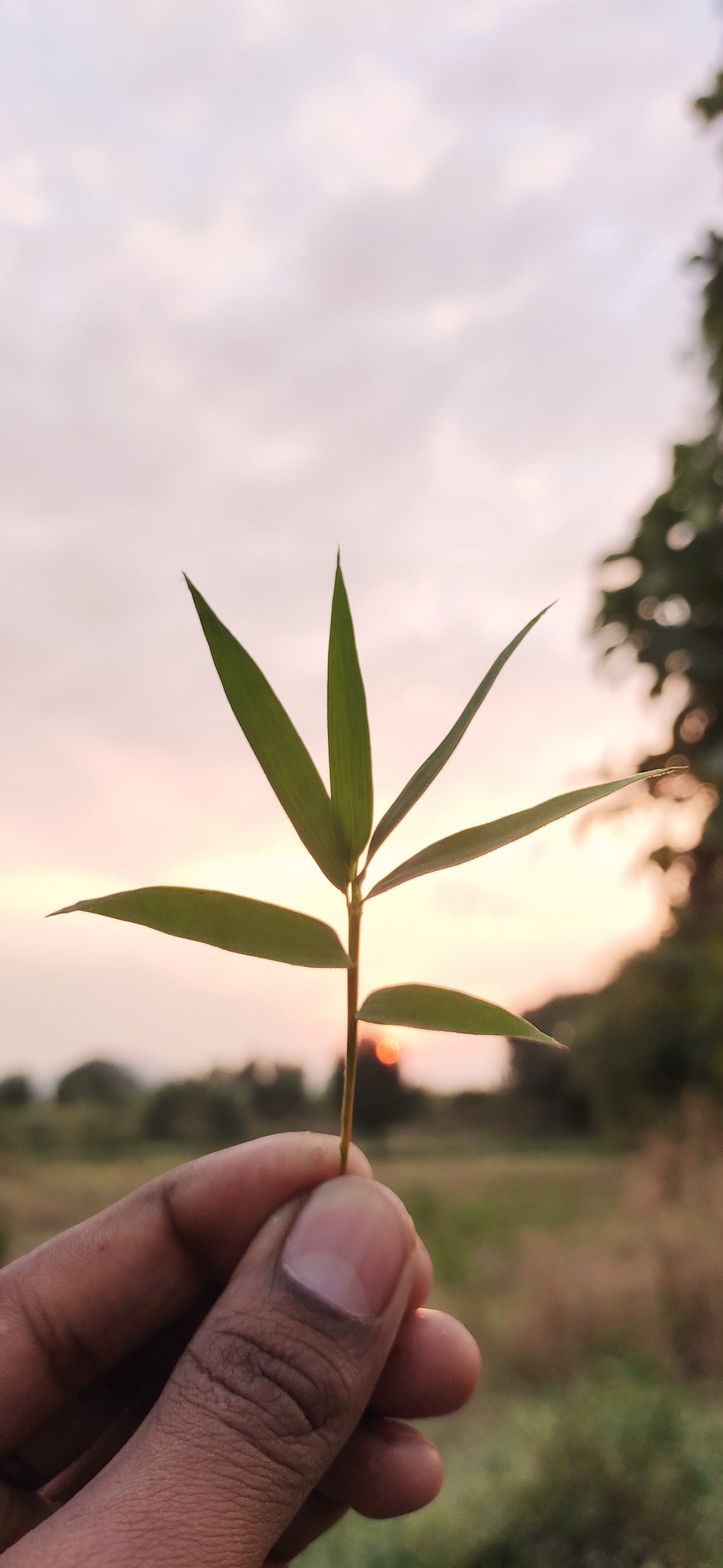 Plant leaf in hand