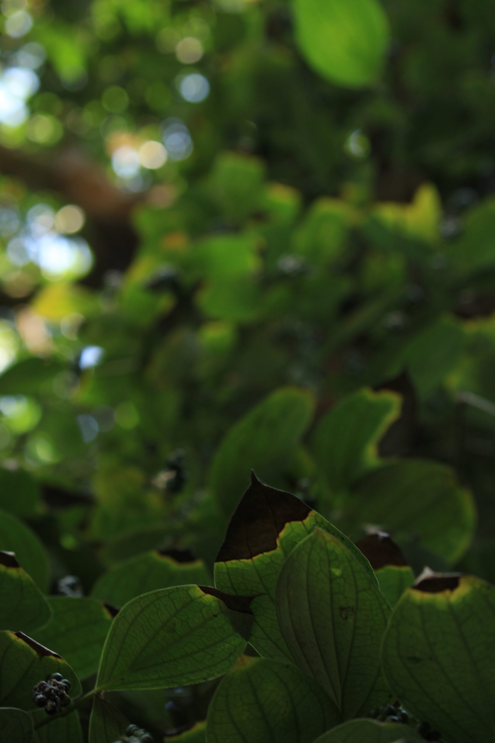 Tree leaves