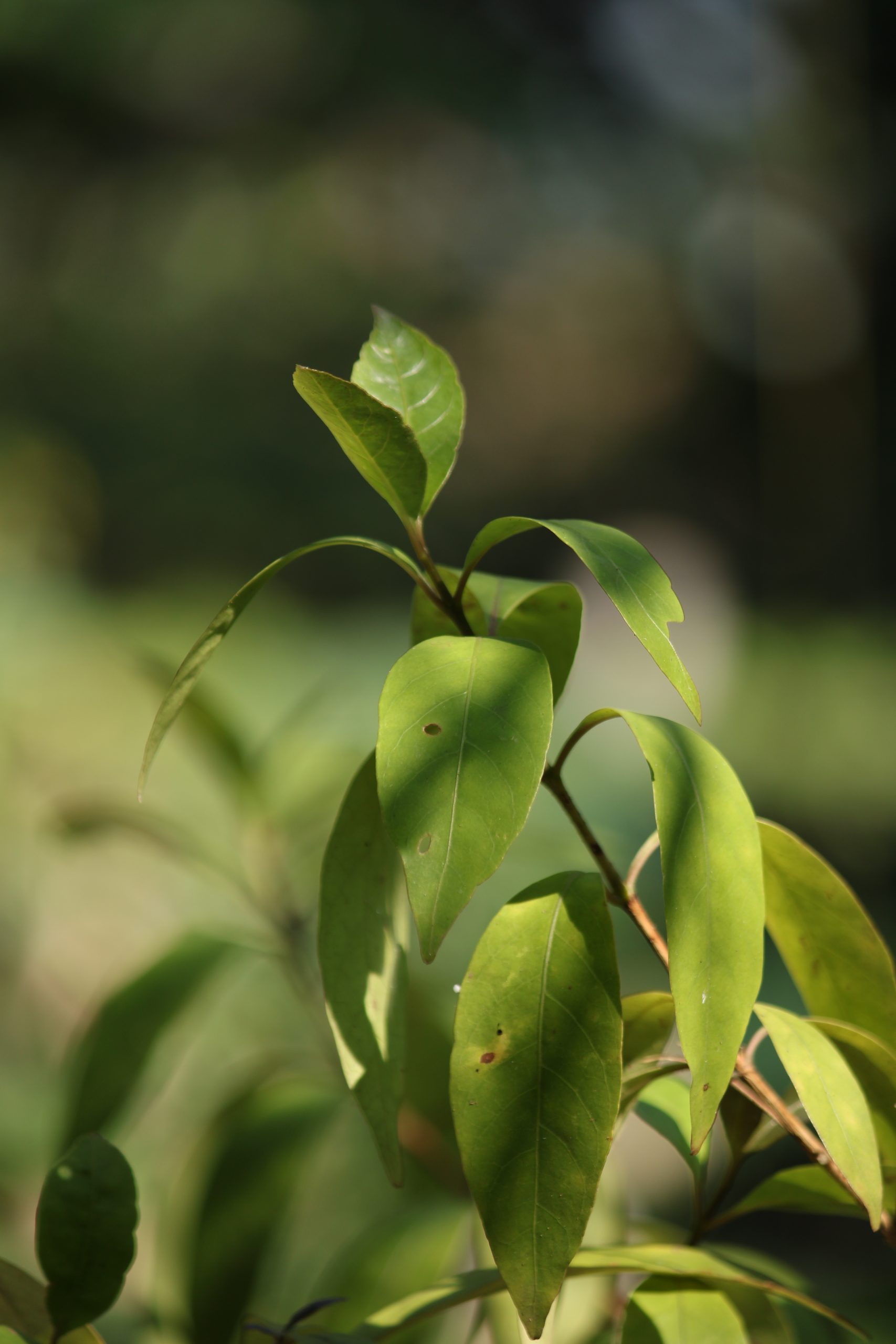 Plant leaves