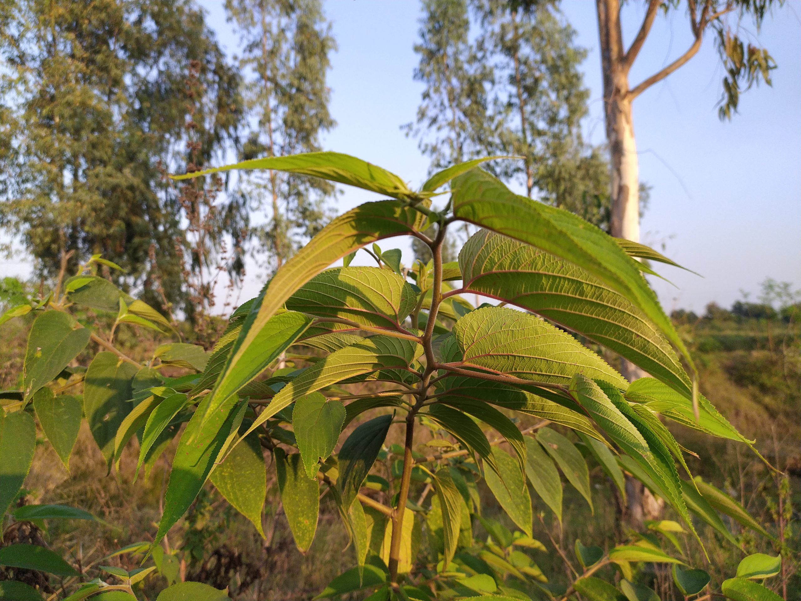 Plant leaves in farm