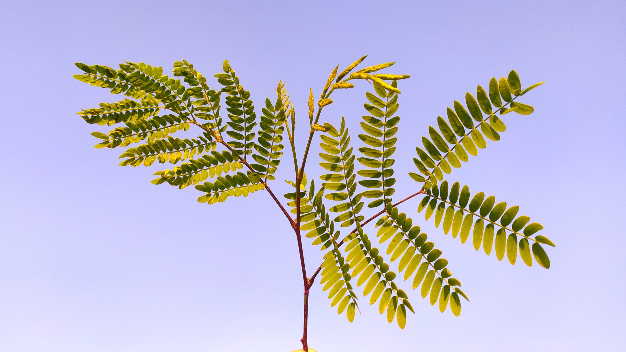 Plant leaves macro view