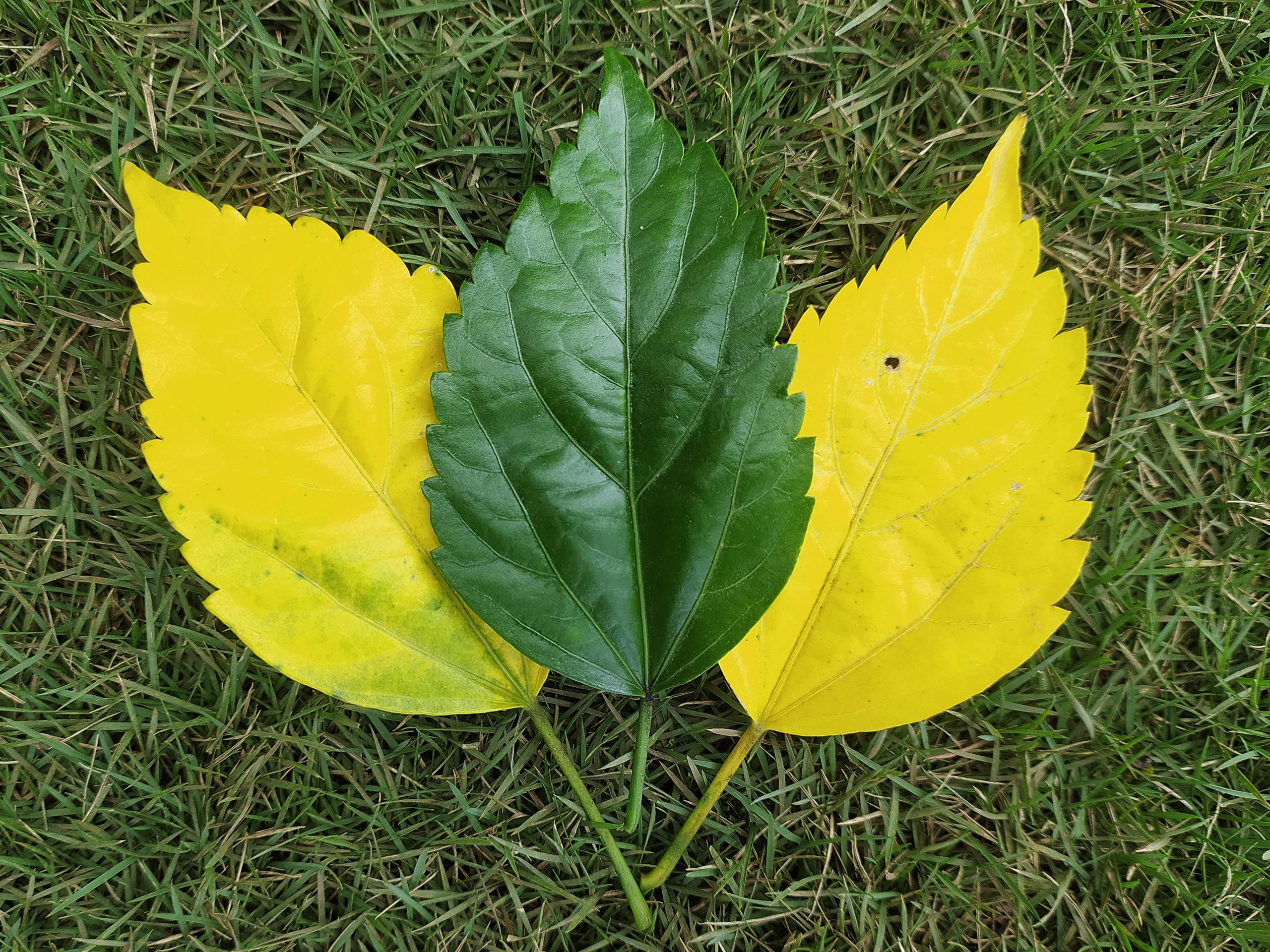 Plant leaves on grass