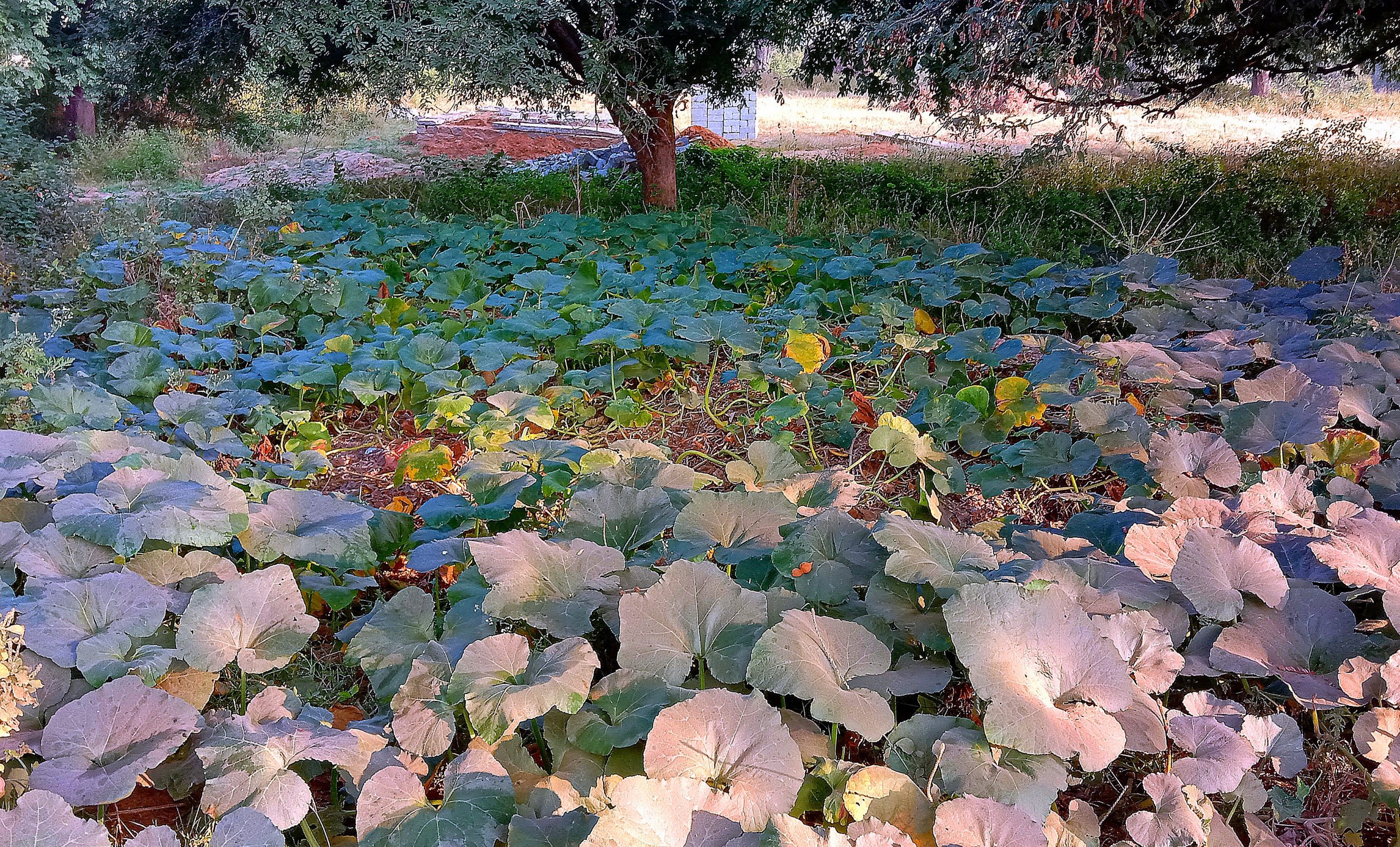 Plants in forest