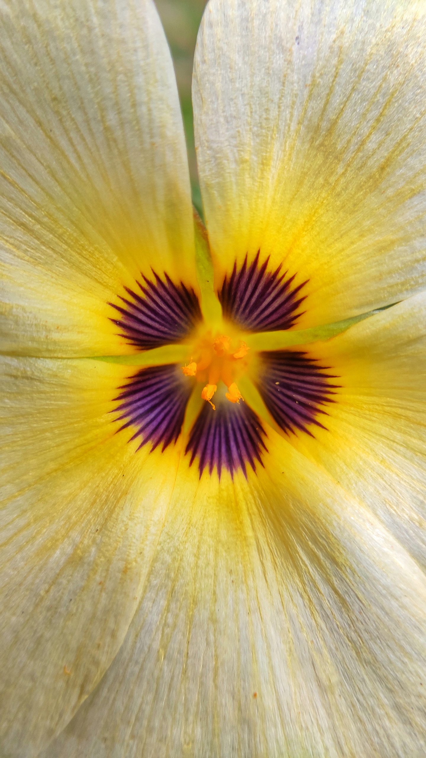 Pollen grains of a flower