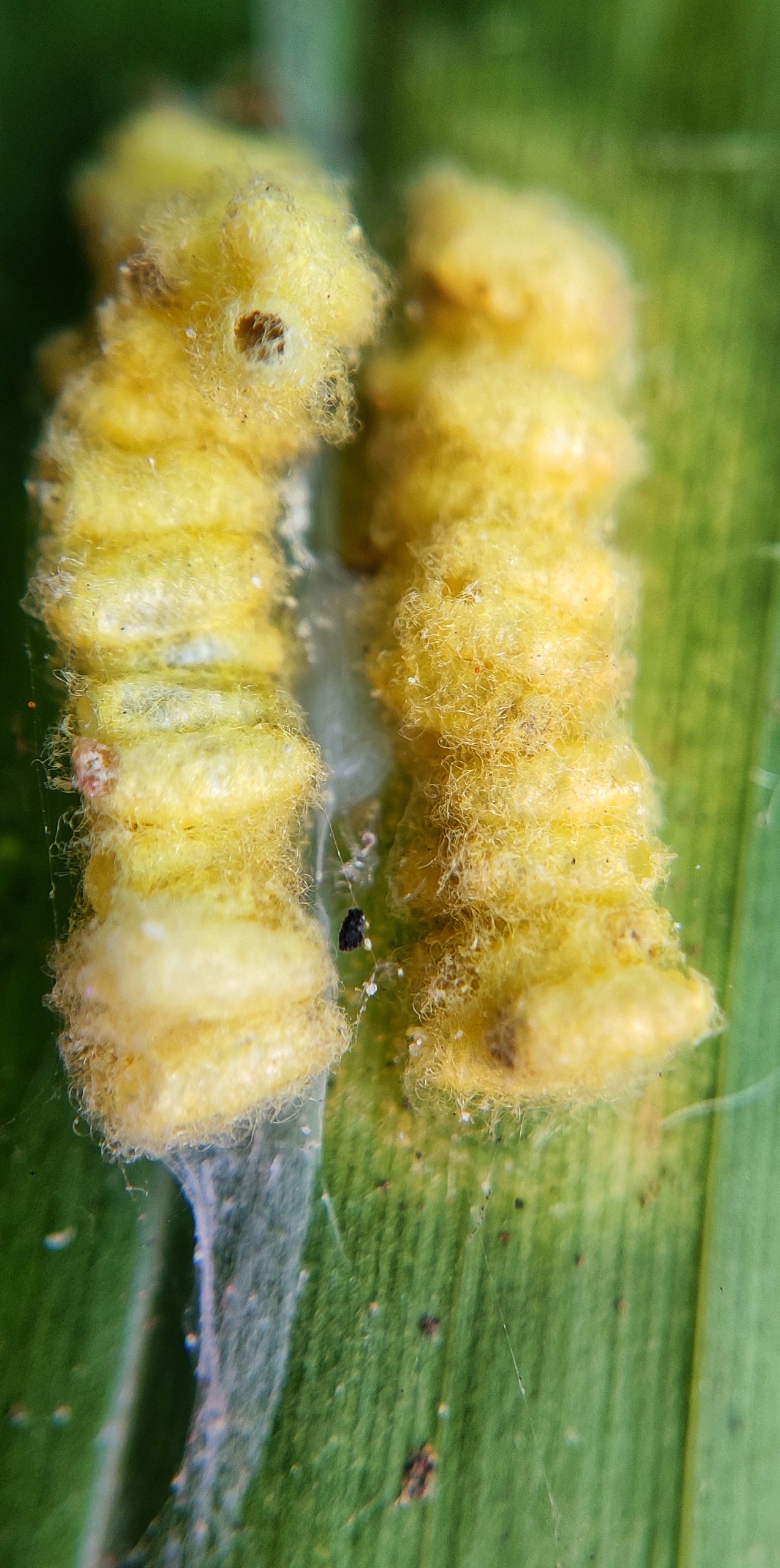 Pupae of caterpillar