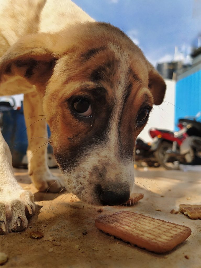 Puppy eating biscuit PixaHive