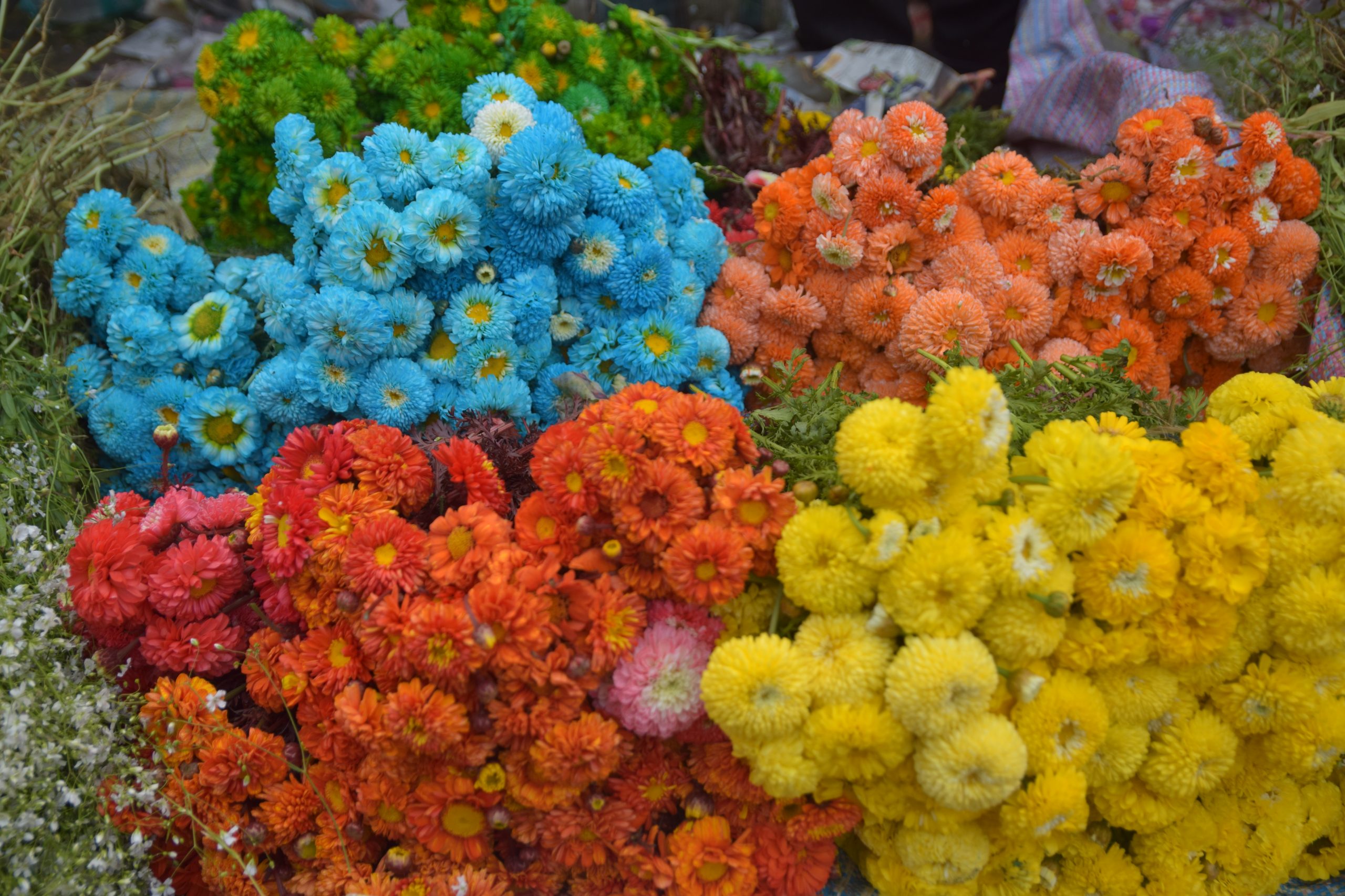 colorful flowers