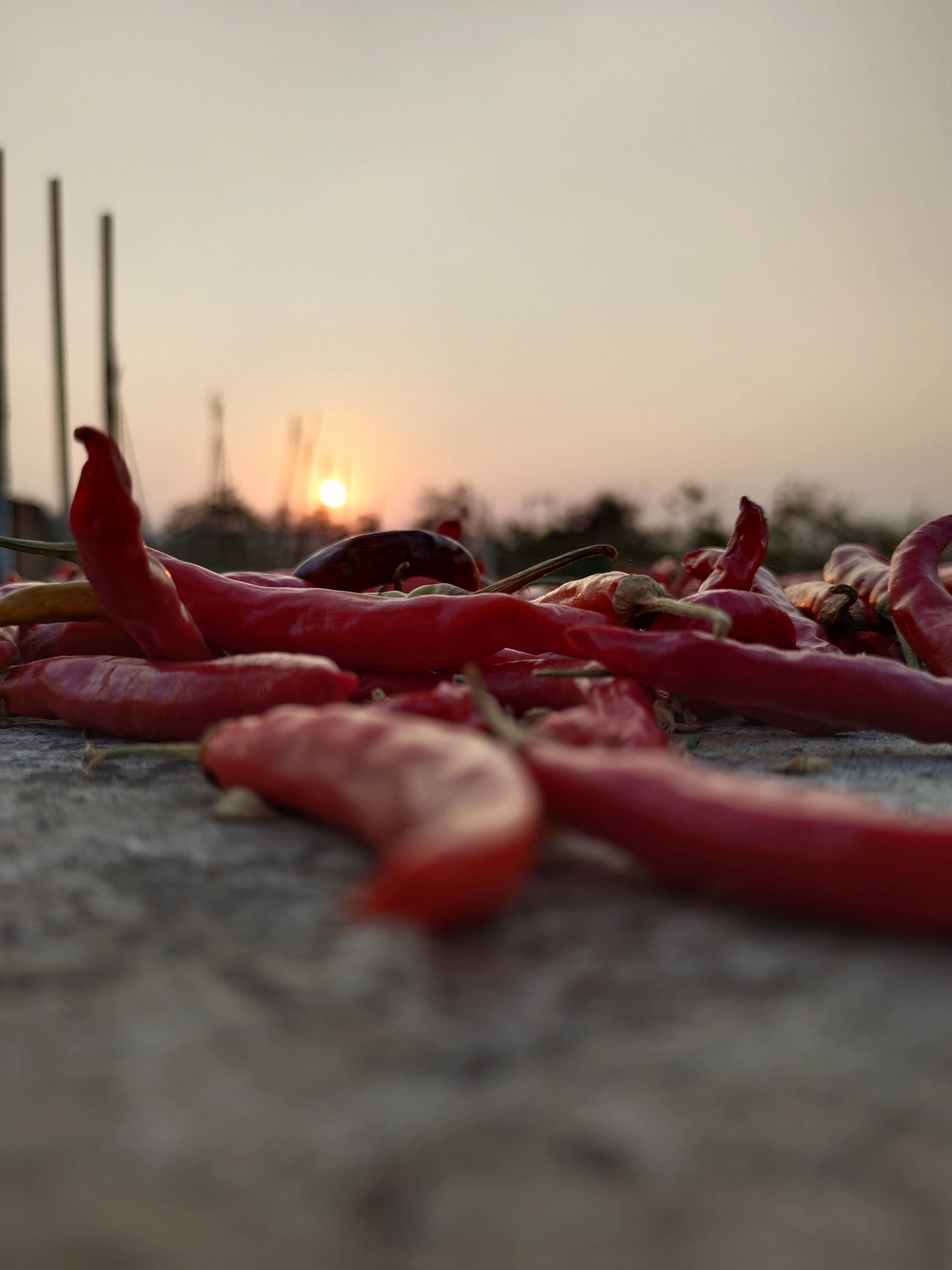 Red chilly on ground