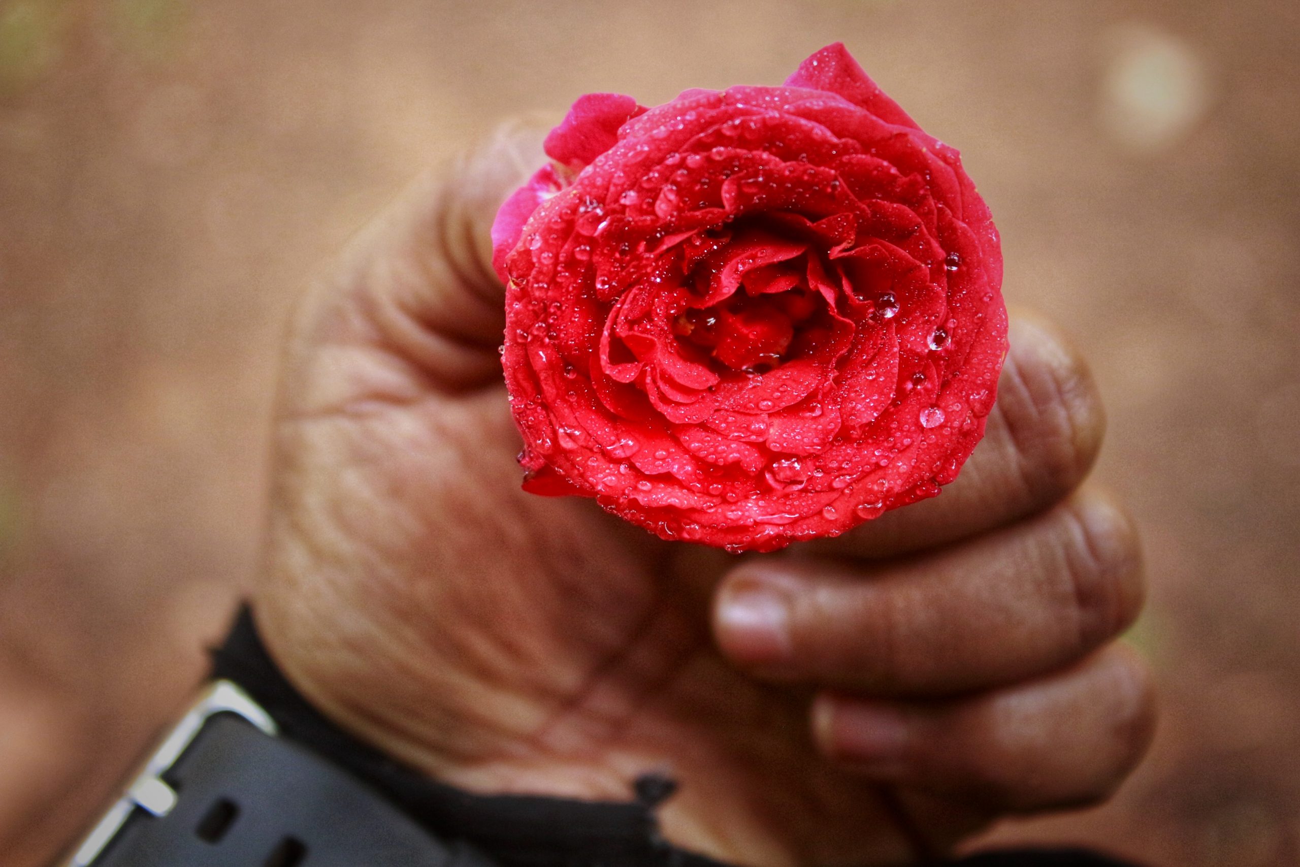 Rose with Water drops in hand