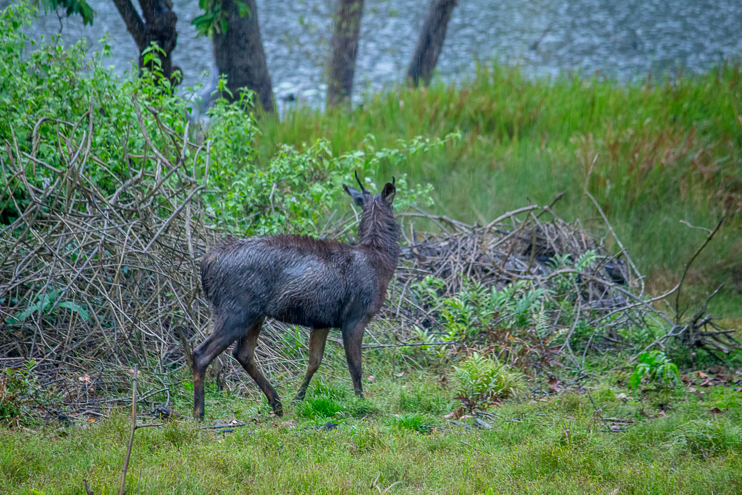 Sambar Deer in the forest