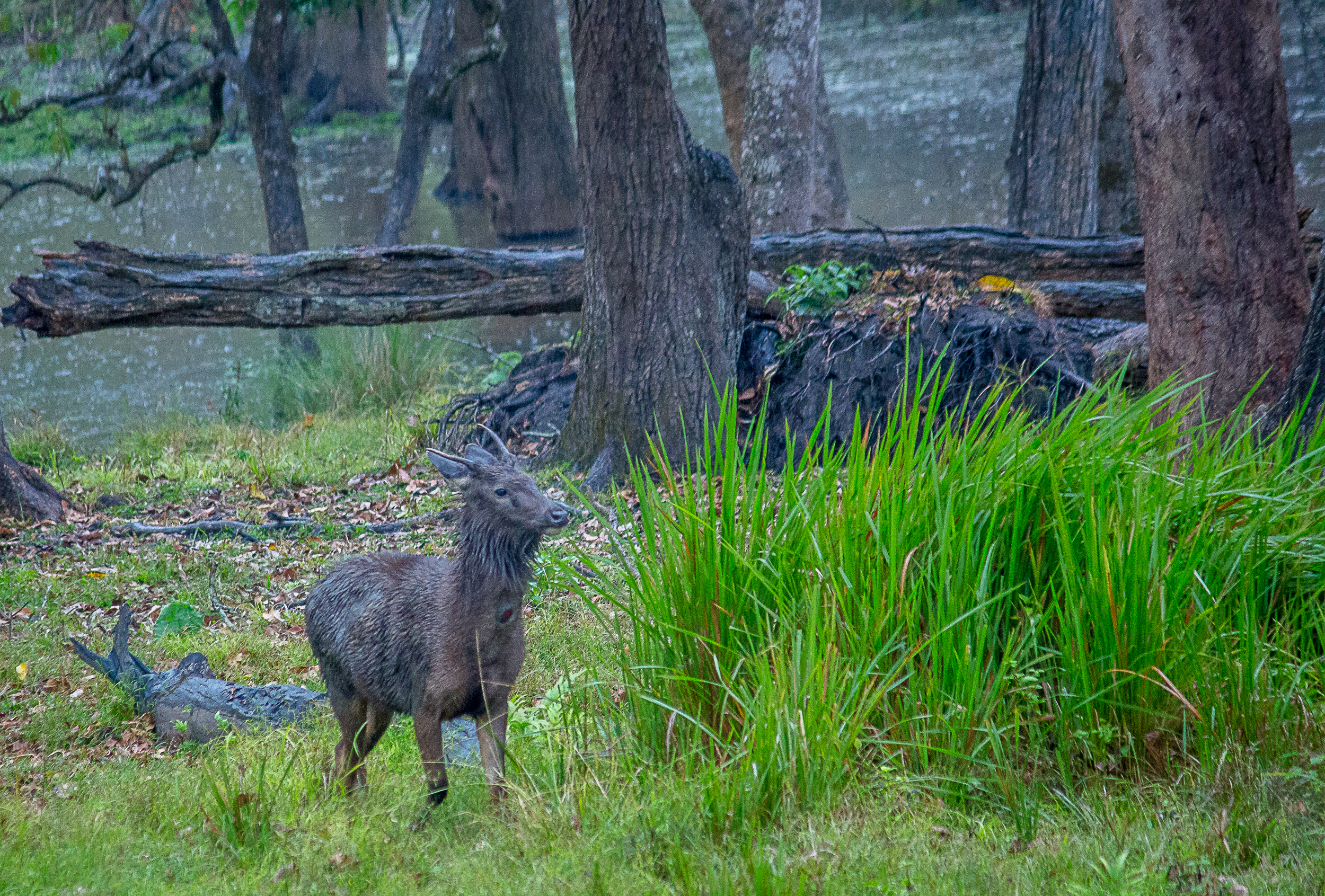 Sambar Deer in the forest