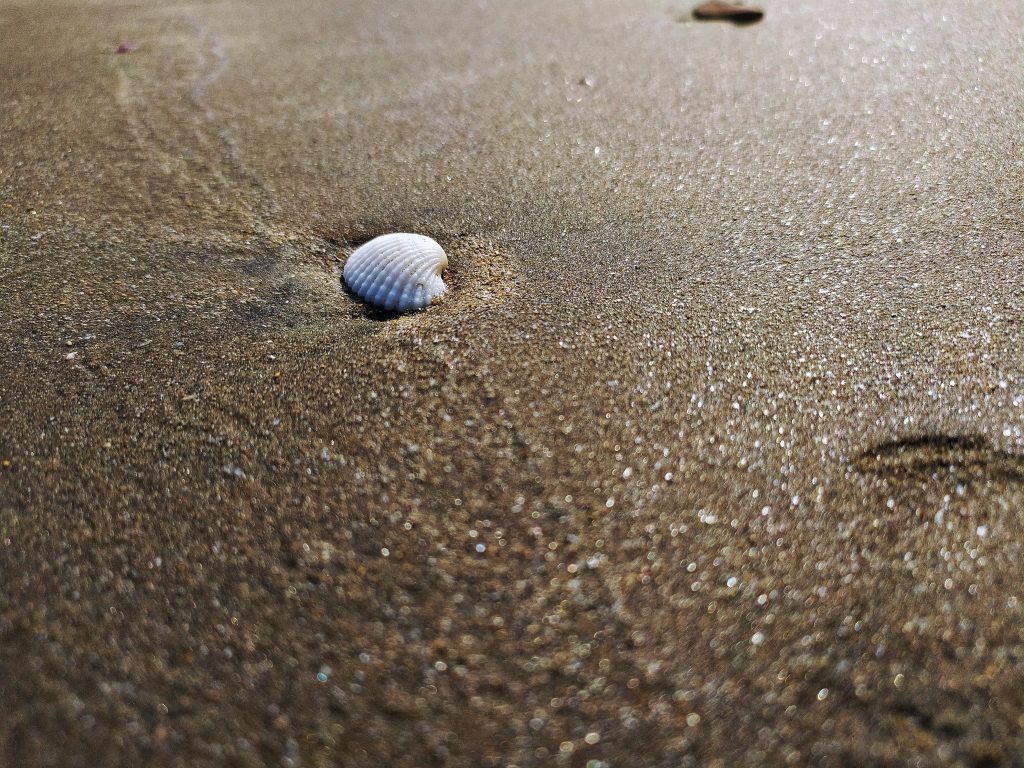 Sea shell in the sand - PixaHive