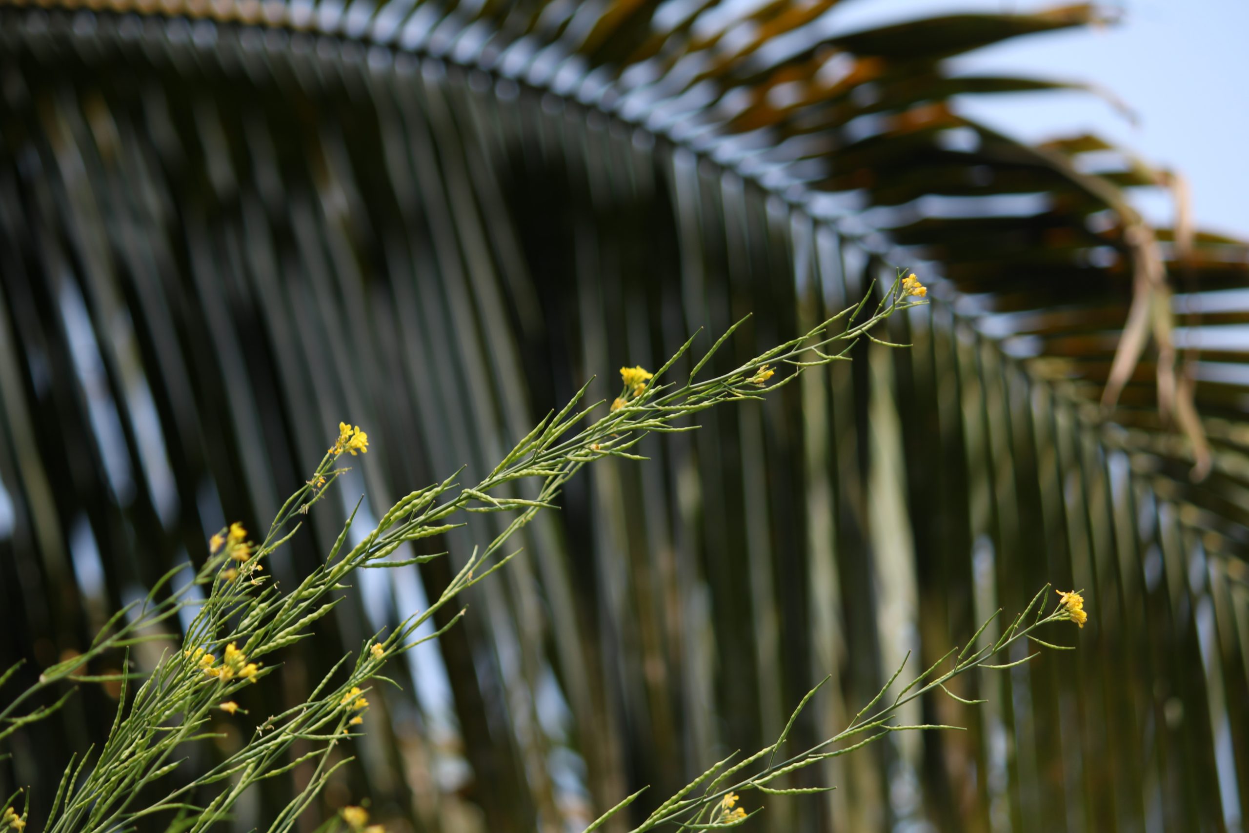 Seeds of mustard plant