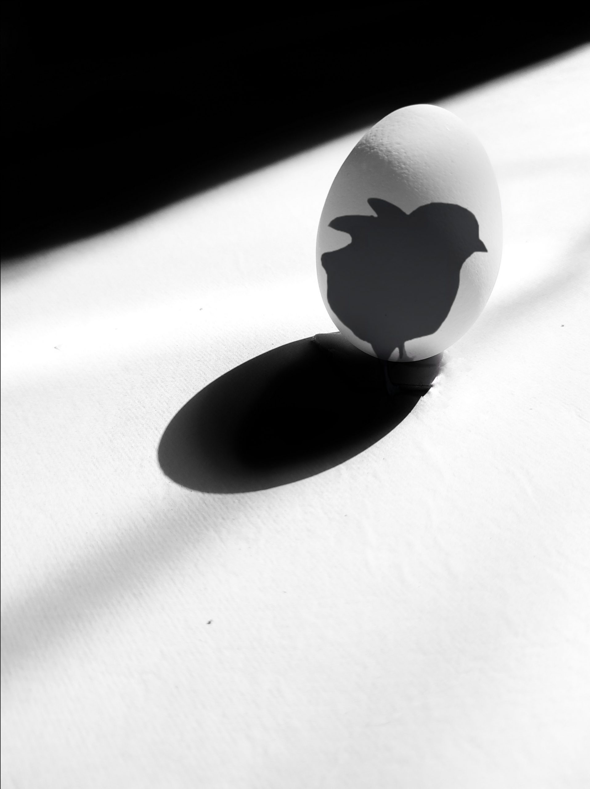 Shadow of chicken in egg
