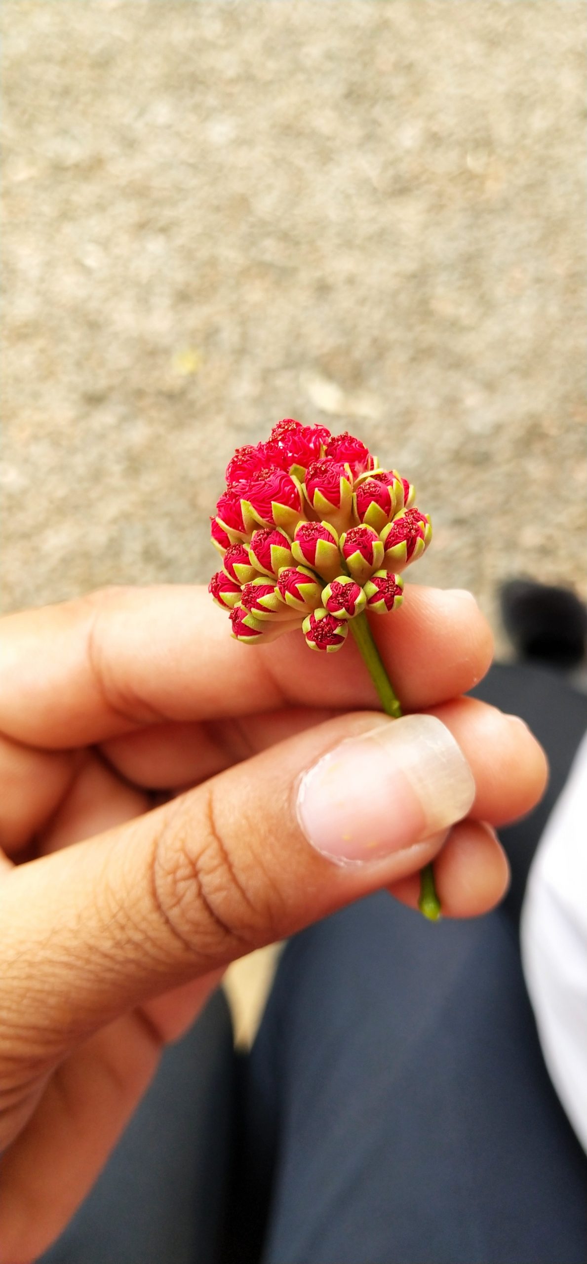 Small flower in hand