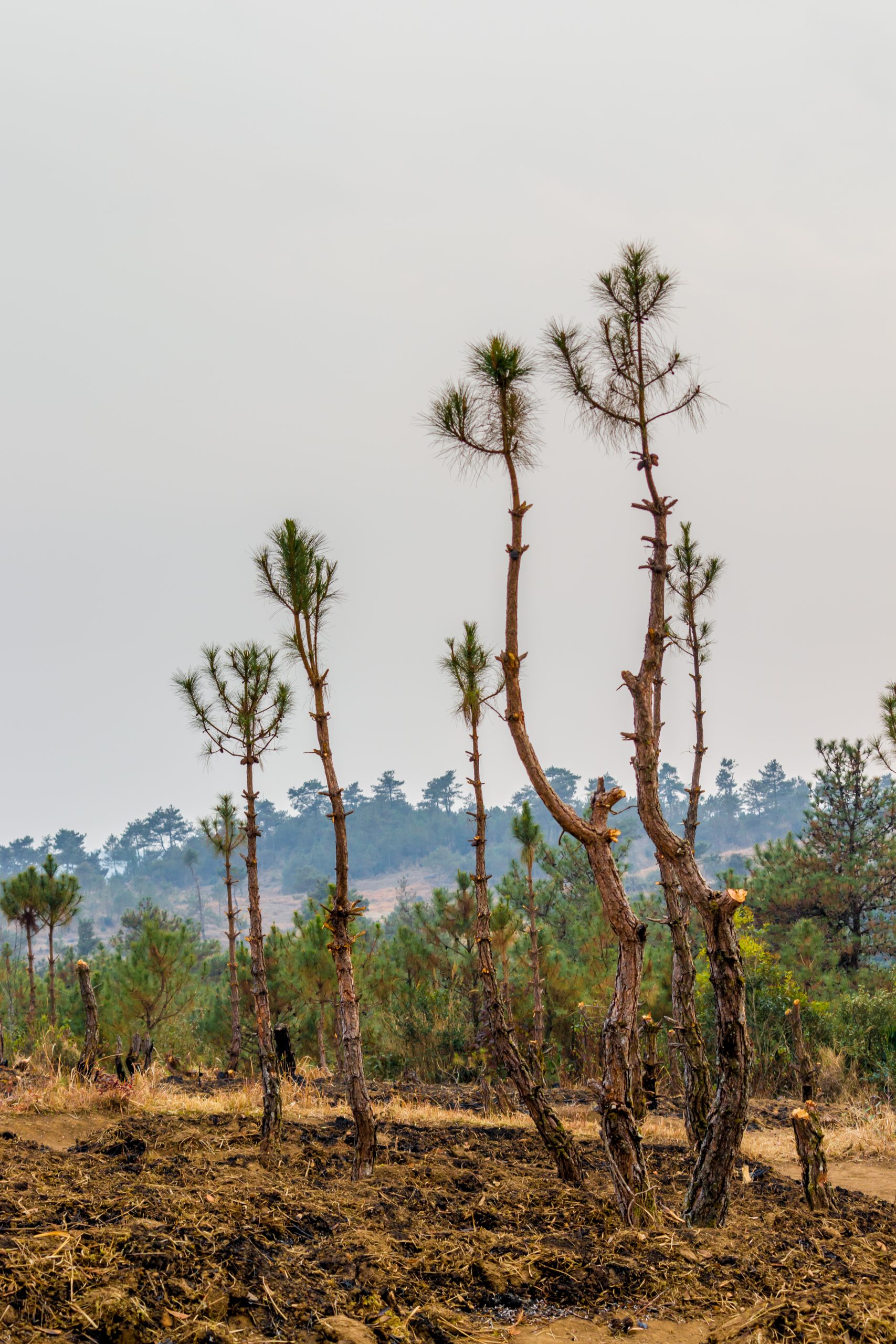 Small trees