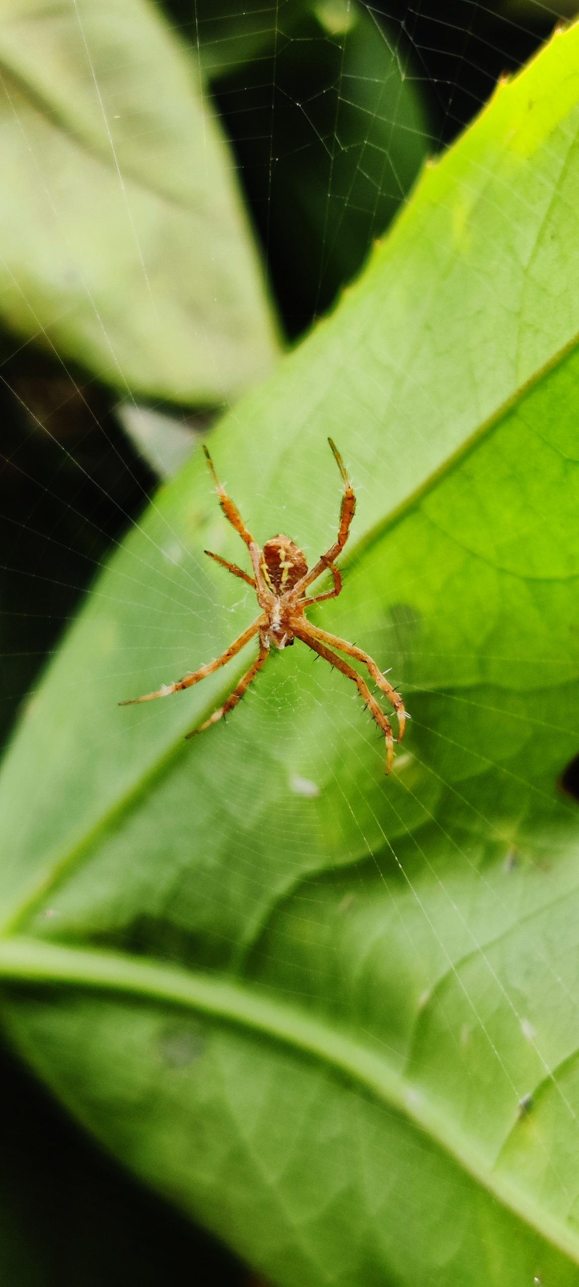 Spider on Spider web