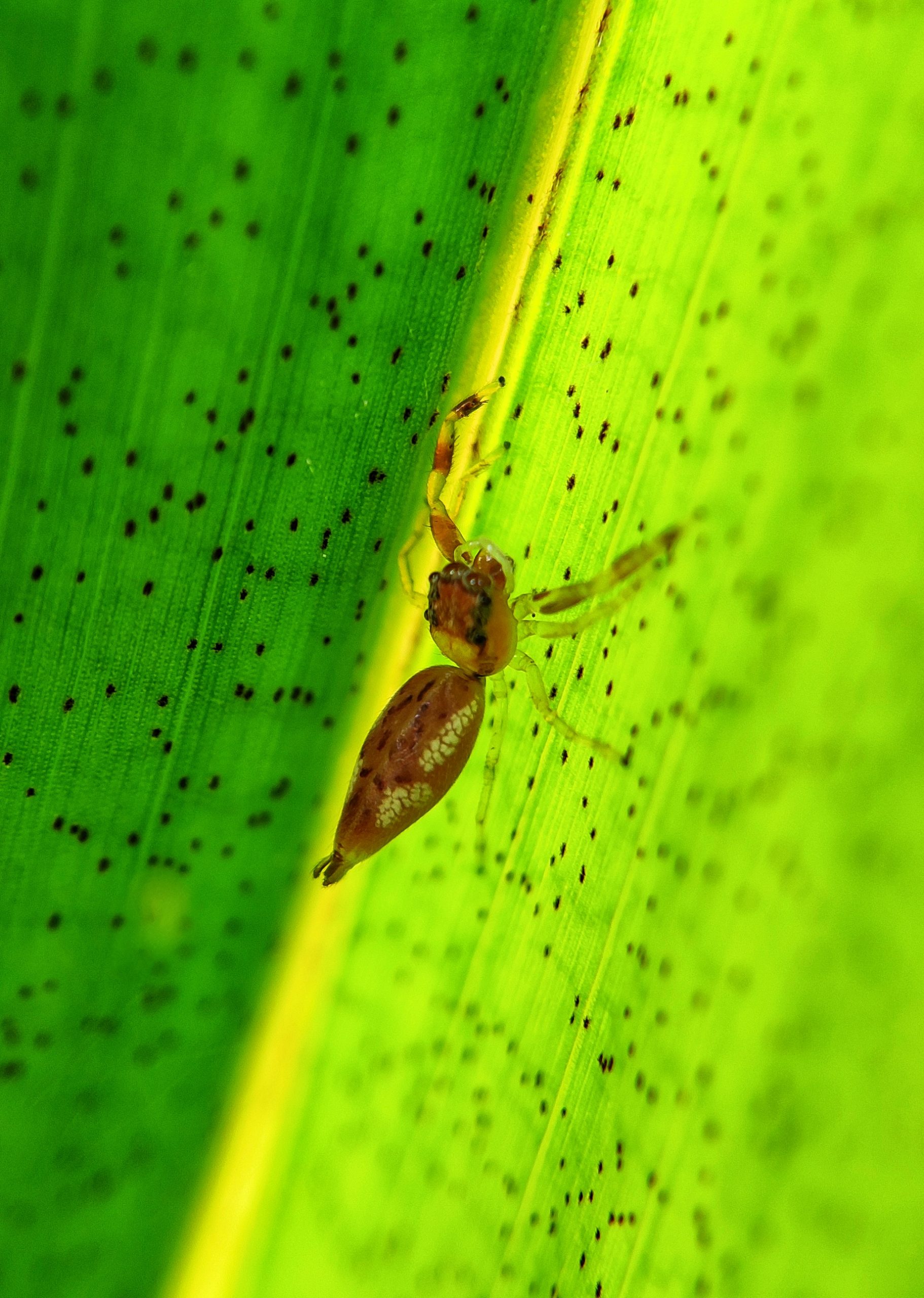 Spider on plant leaf