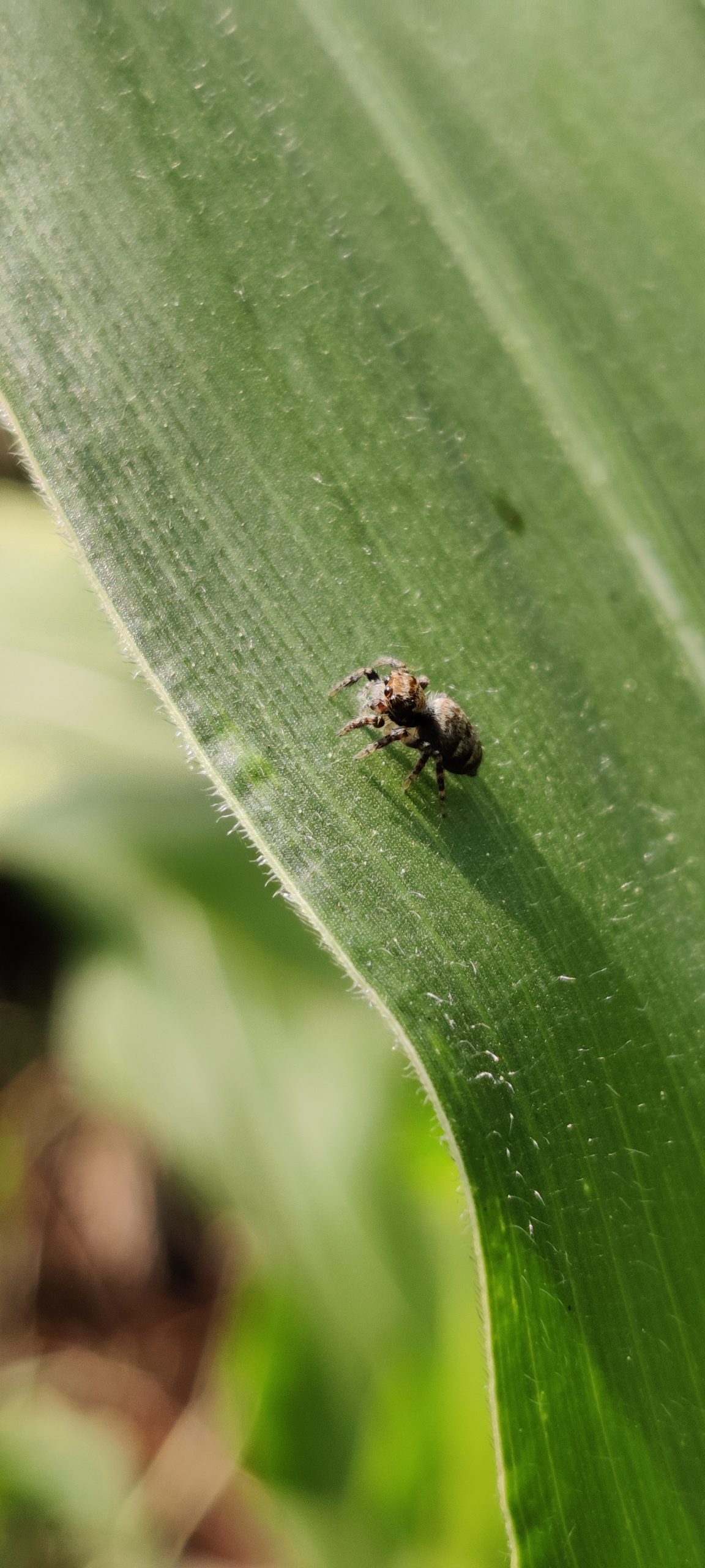 Spider on plant leaf