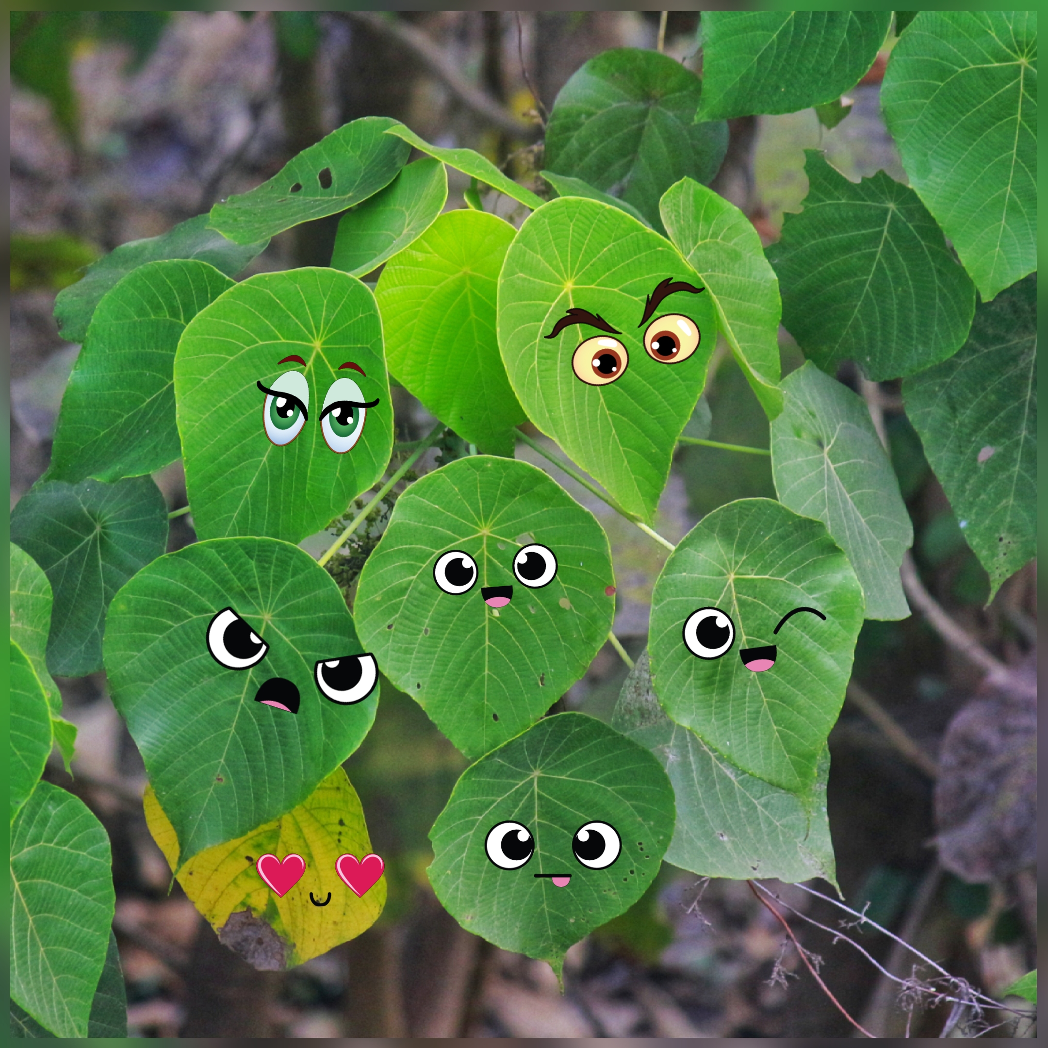 Sticker eyes on plant leaves