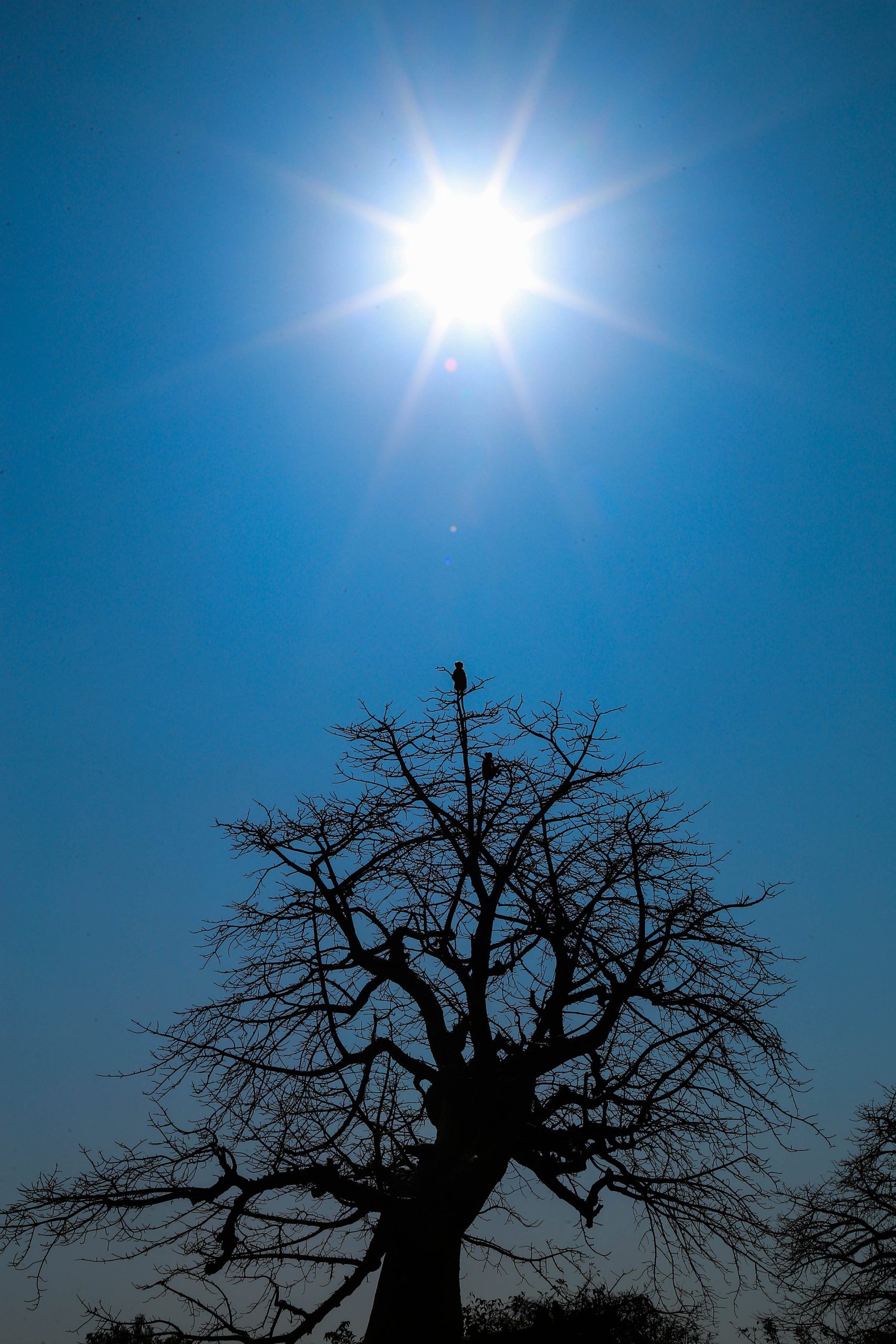 Sun shining over the tree