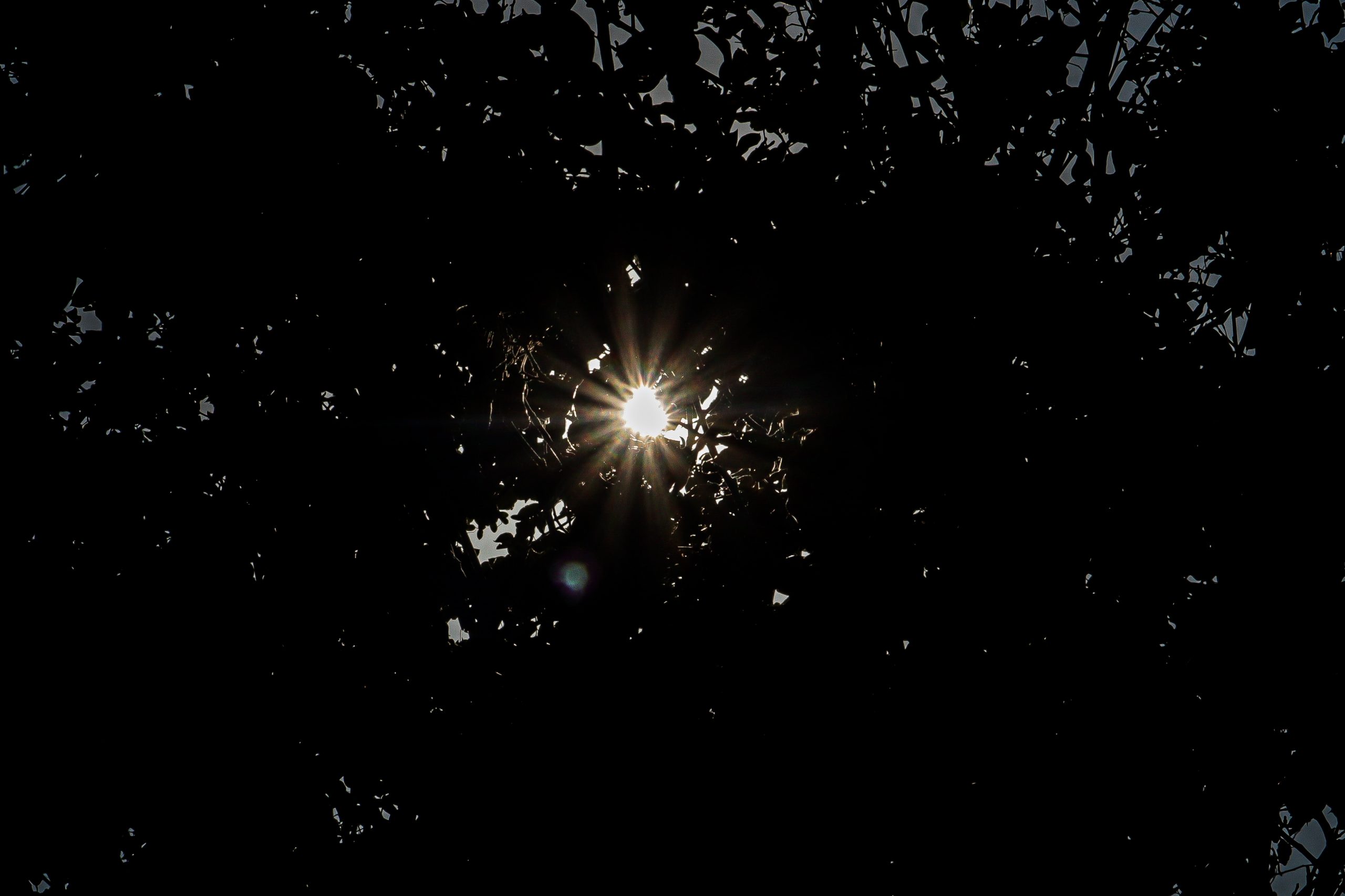 Sunburst through tree