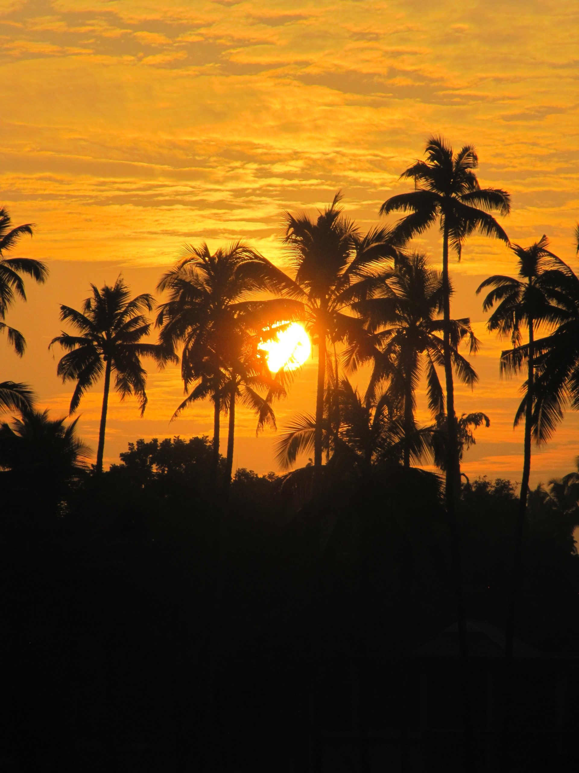 Sunset through palm trees