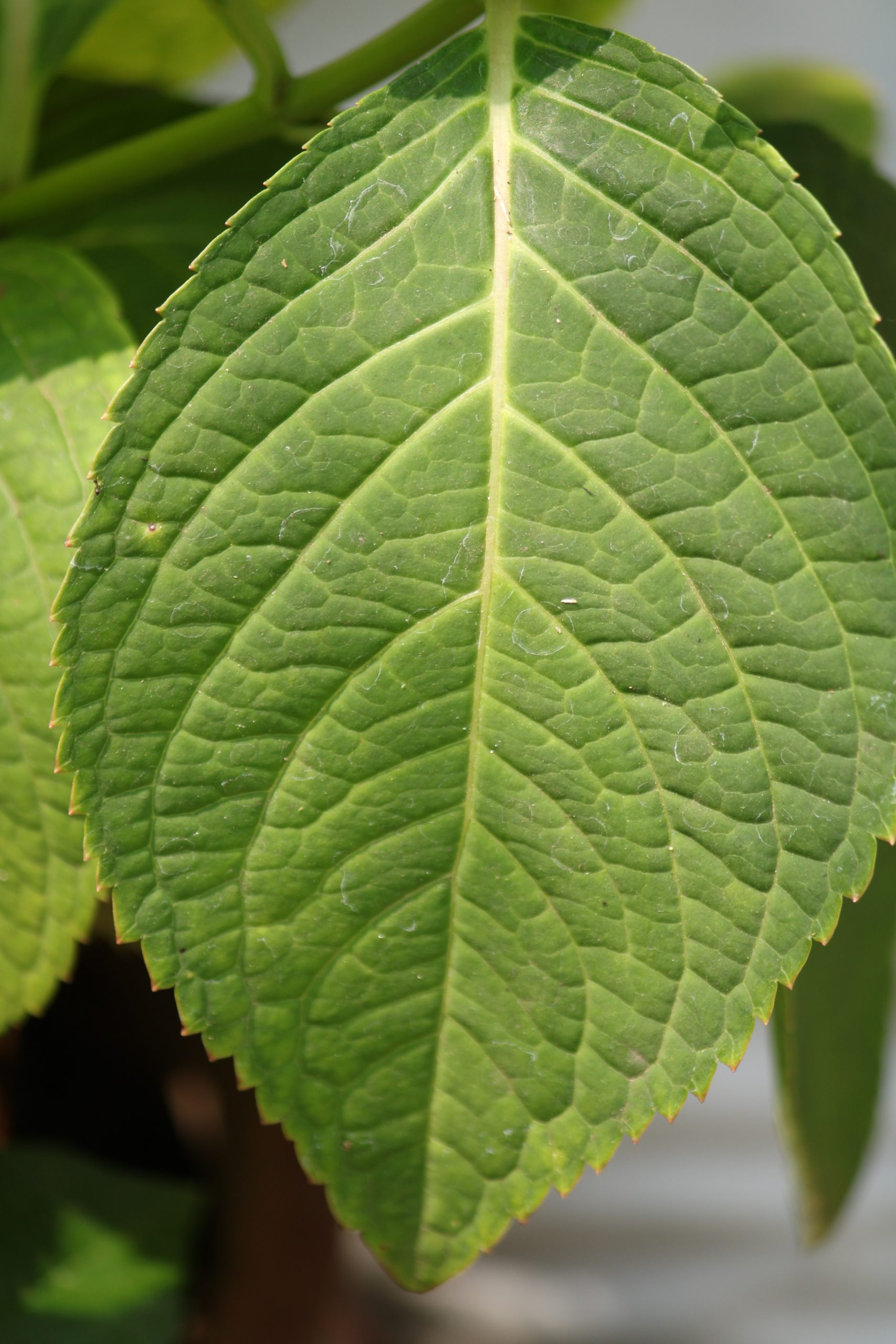 Texture of a plant leaf