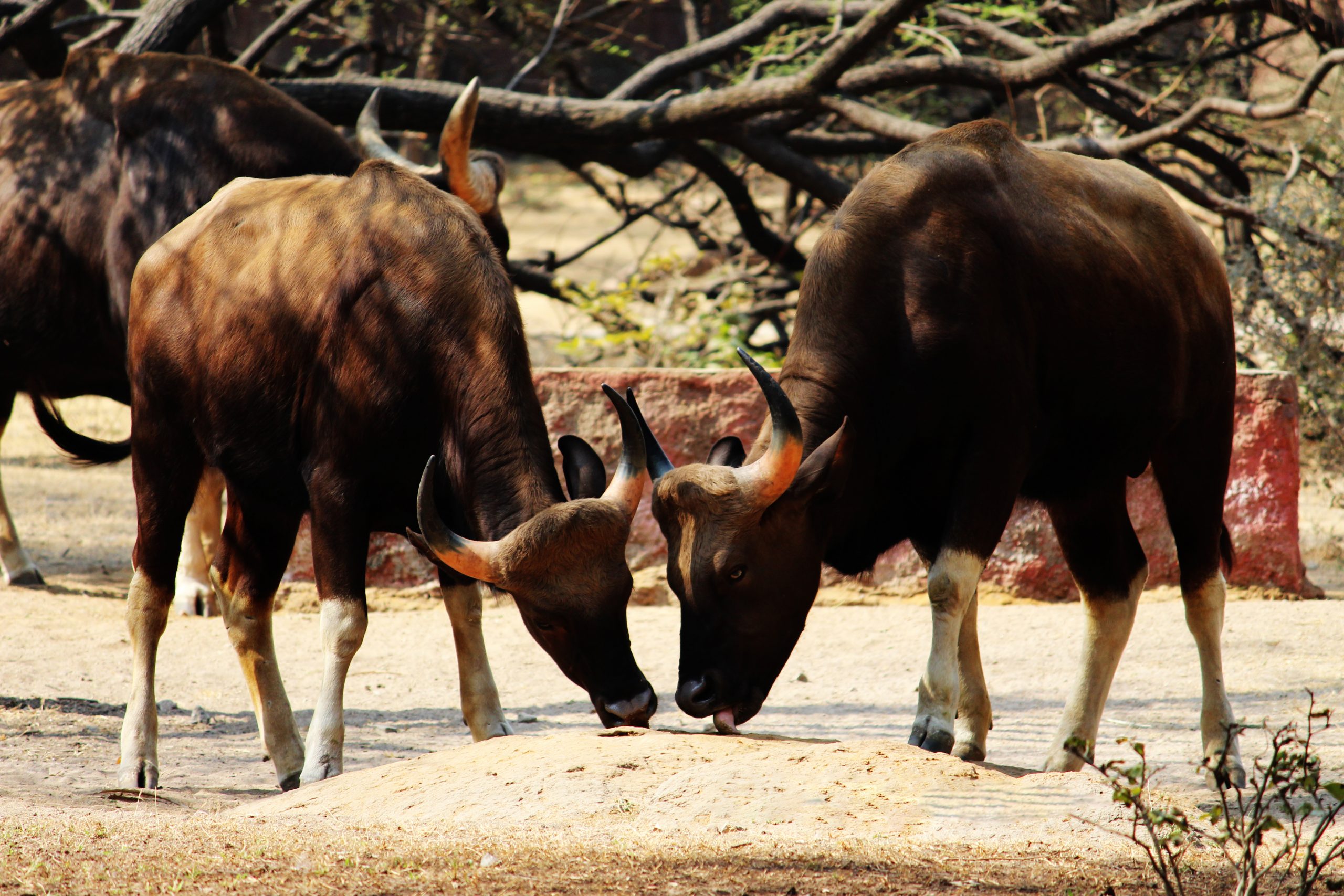 Two oxen