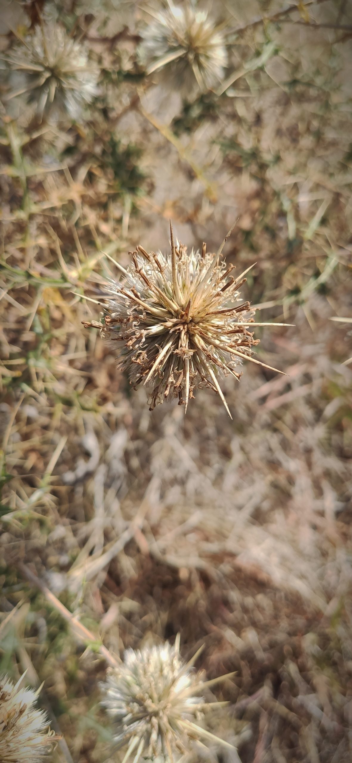 Thorny plant in the farm