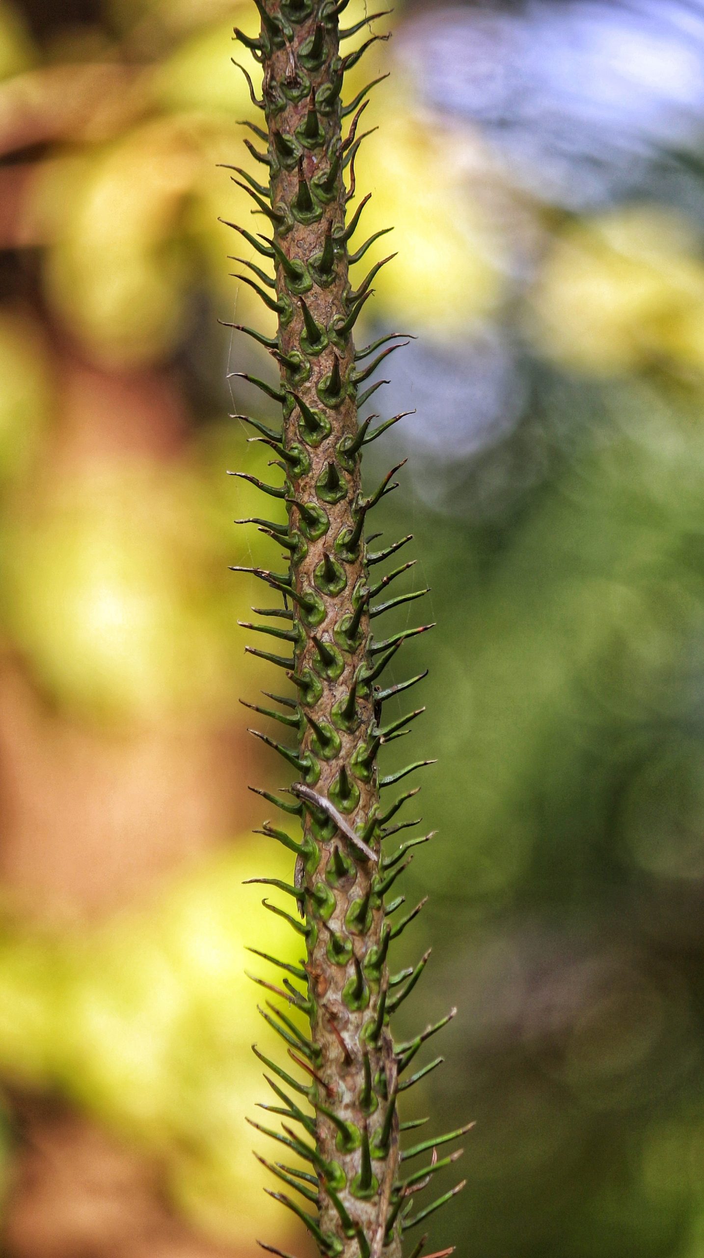 Thorny stem of a plant