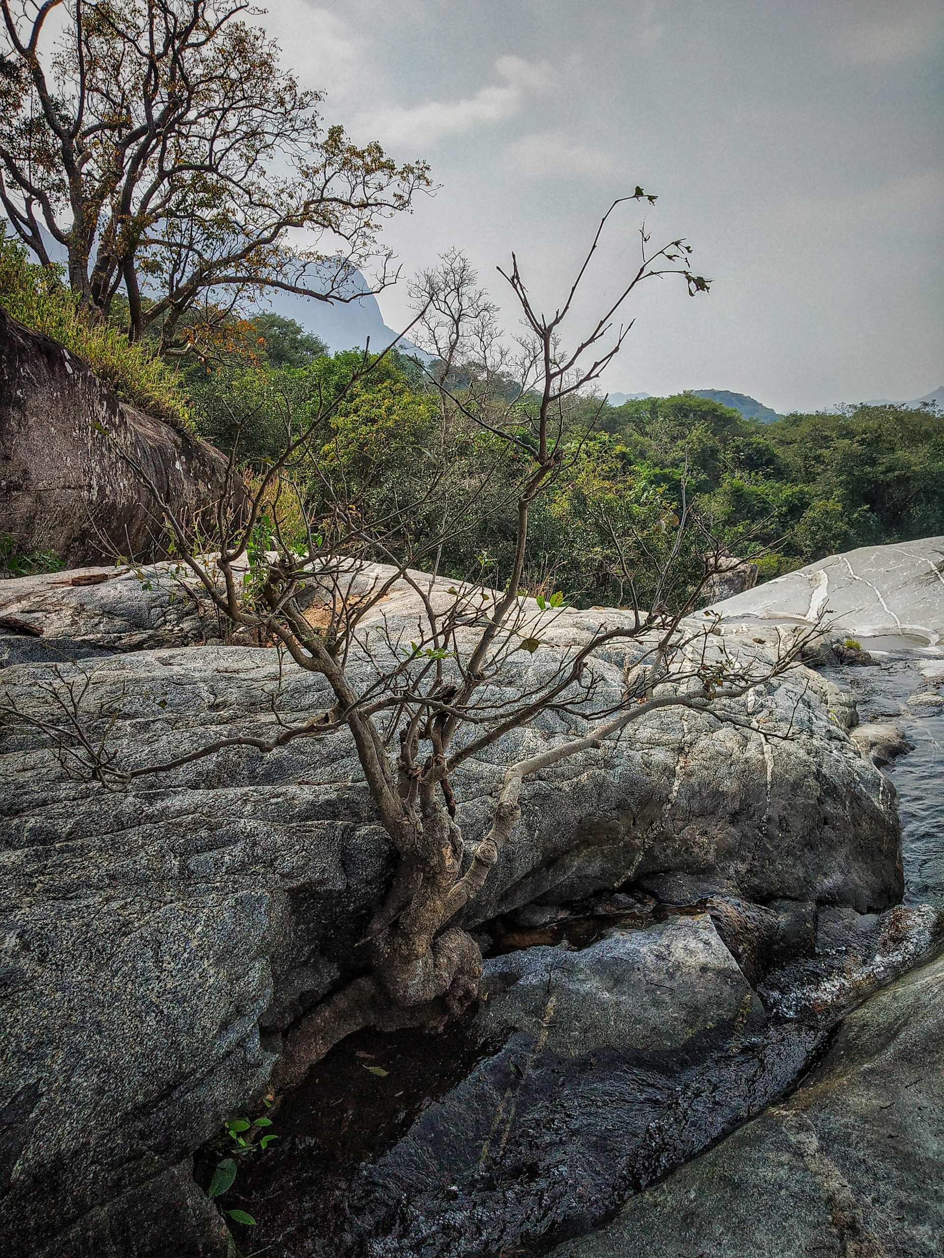 A plant growing from a rock