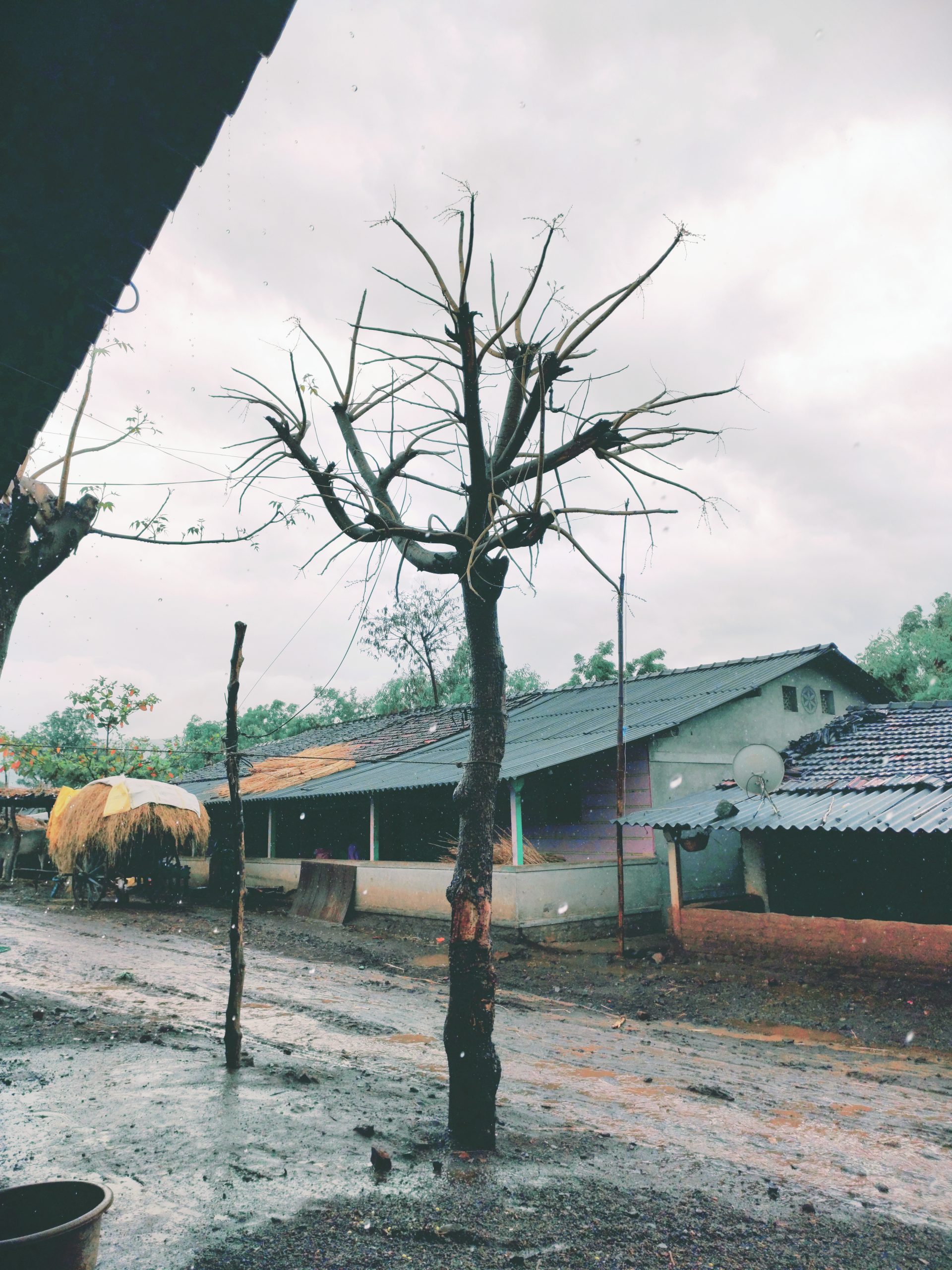 Tree in rainy season